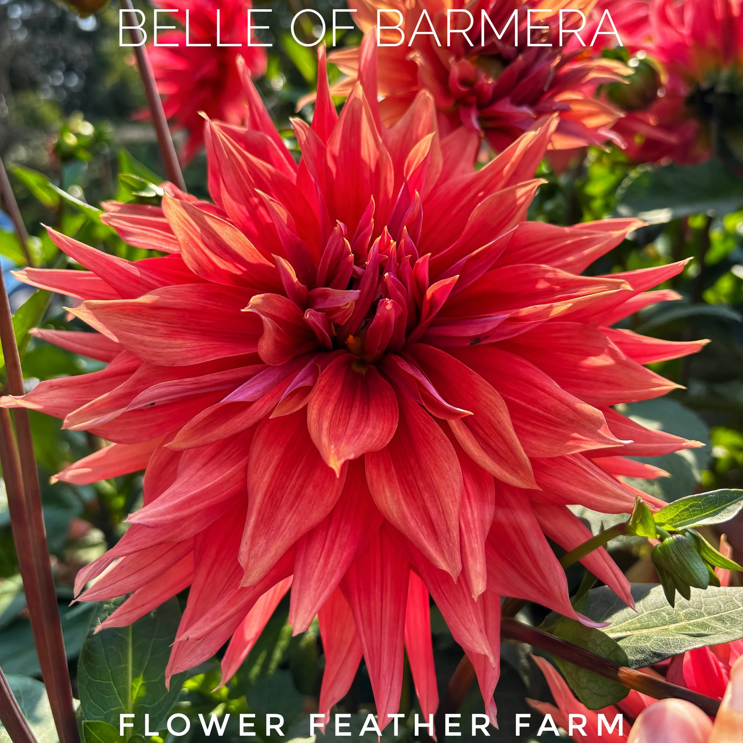 Belle of Barmera Dahlia at Flower Feather Farm, chicks & dahlias , dahlia tubers near me, dahlia tubers for sale Washington, dahlias near me
