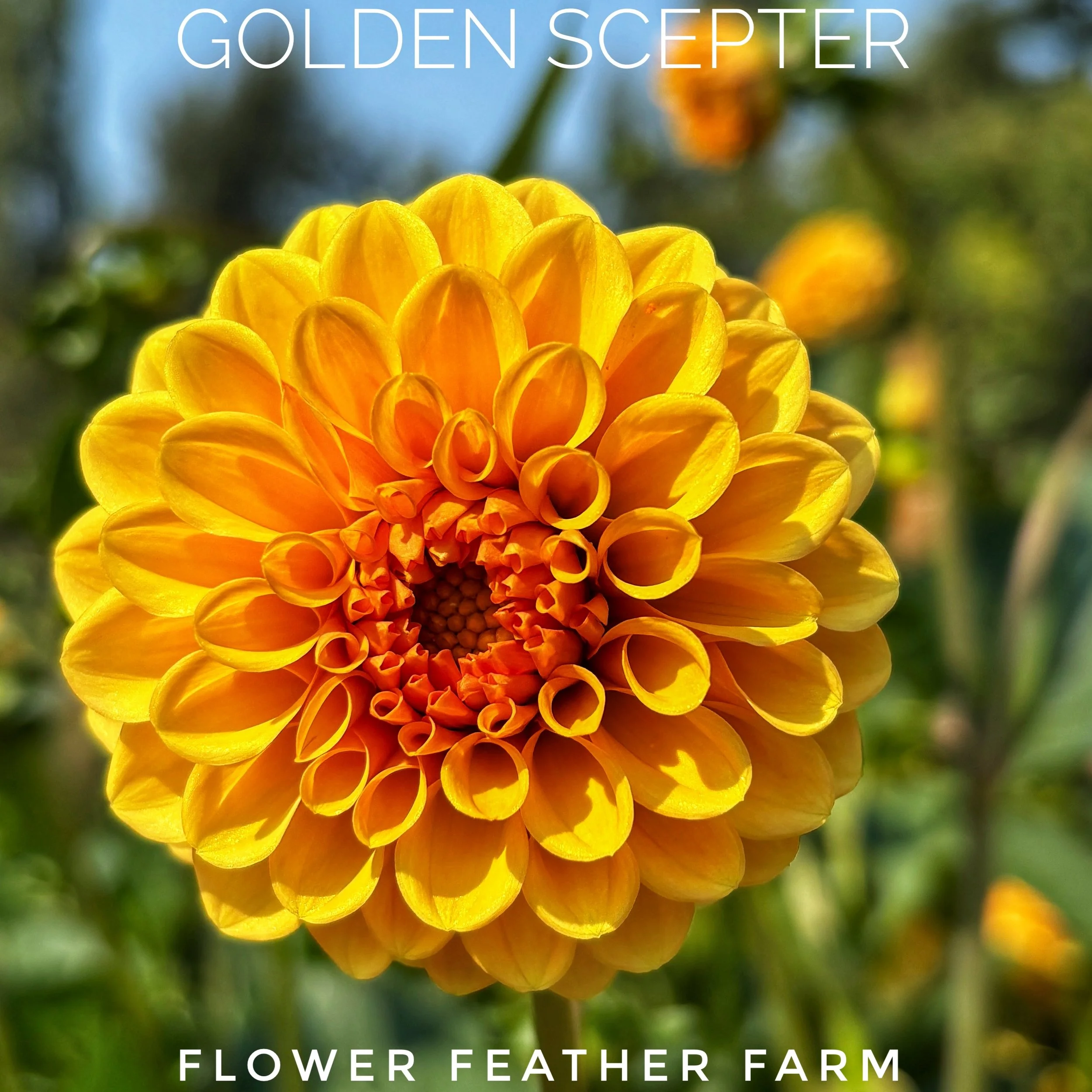 Golden Scepter dahlia at Flower Feather Farm, chicks & dahlias