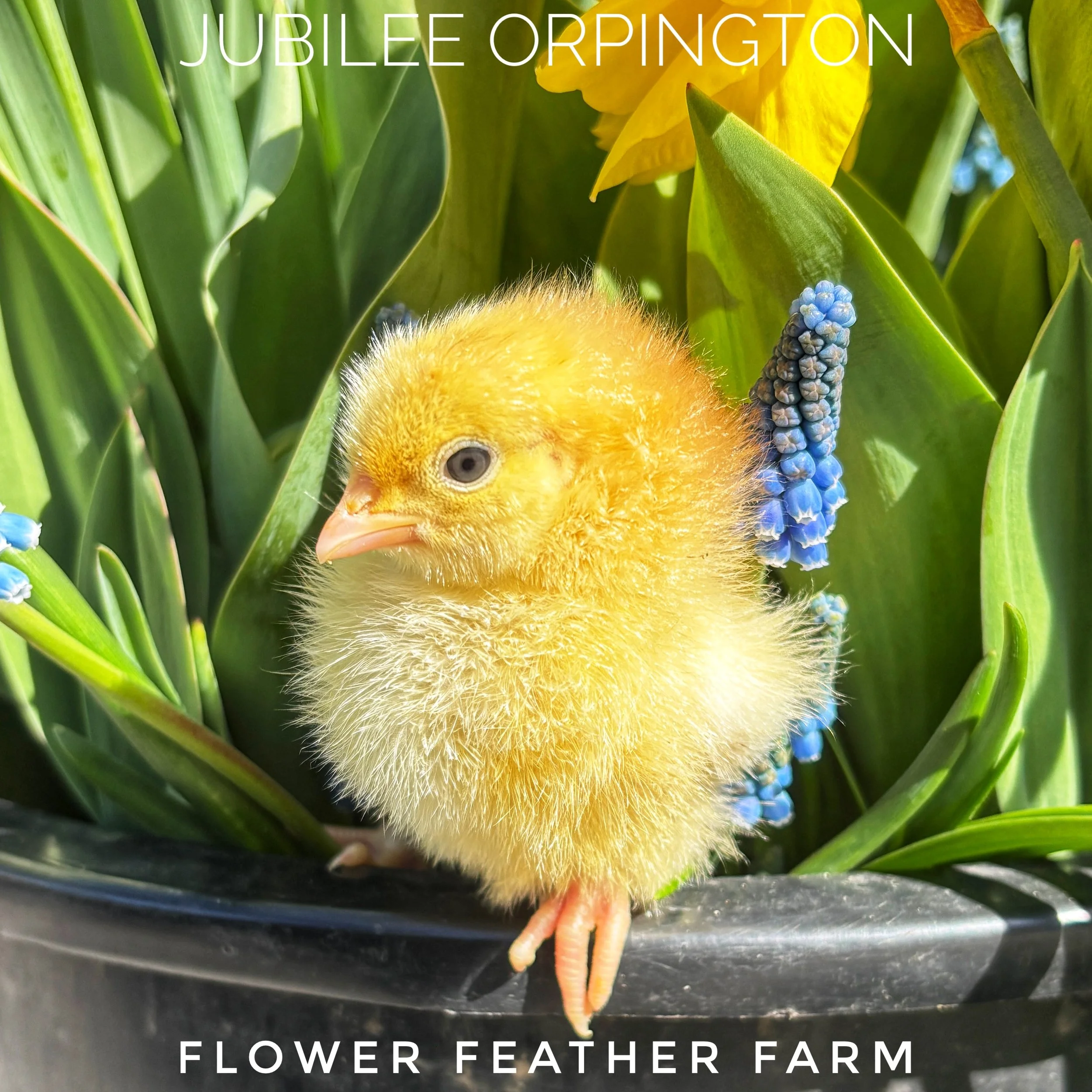 Jubilee Orpington chicks at Flower Feather Farm, chicks & dahlias, a chick hatchery near me, baby chicks for sale near me, jubilee chickens, jubilee orpington for sale, jubilee orpington chicken