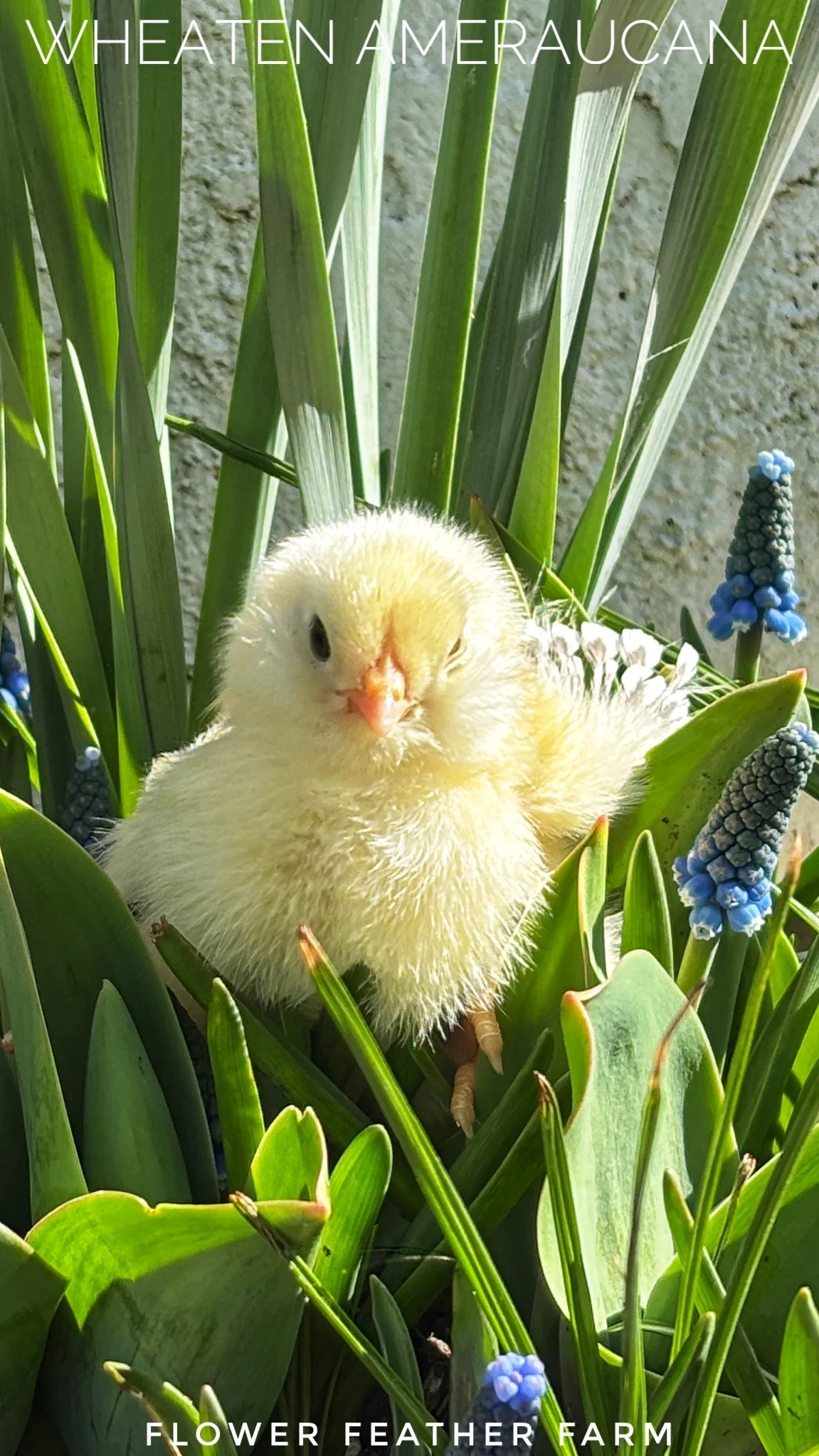 Wheaten/Blue Wheaten/Splash Ameraucana Chicks at Flower Feather Farms, chicks & dahlias, baby chicks for sale near me, chickens for sale near me, ameraucana chicks for sale
