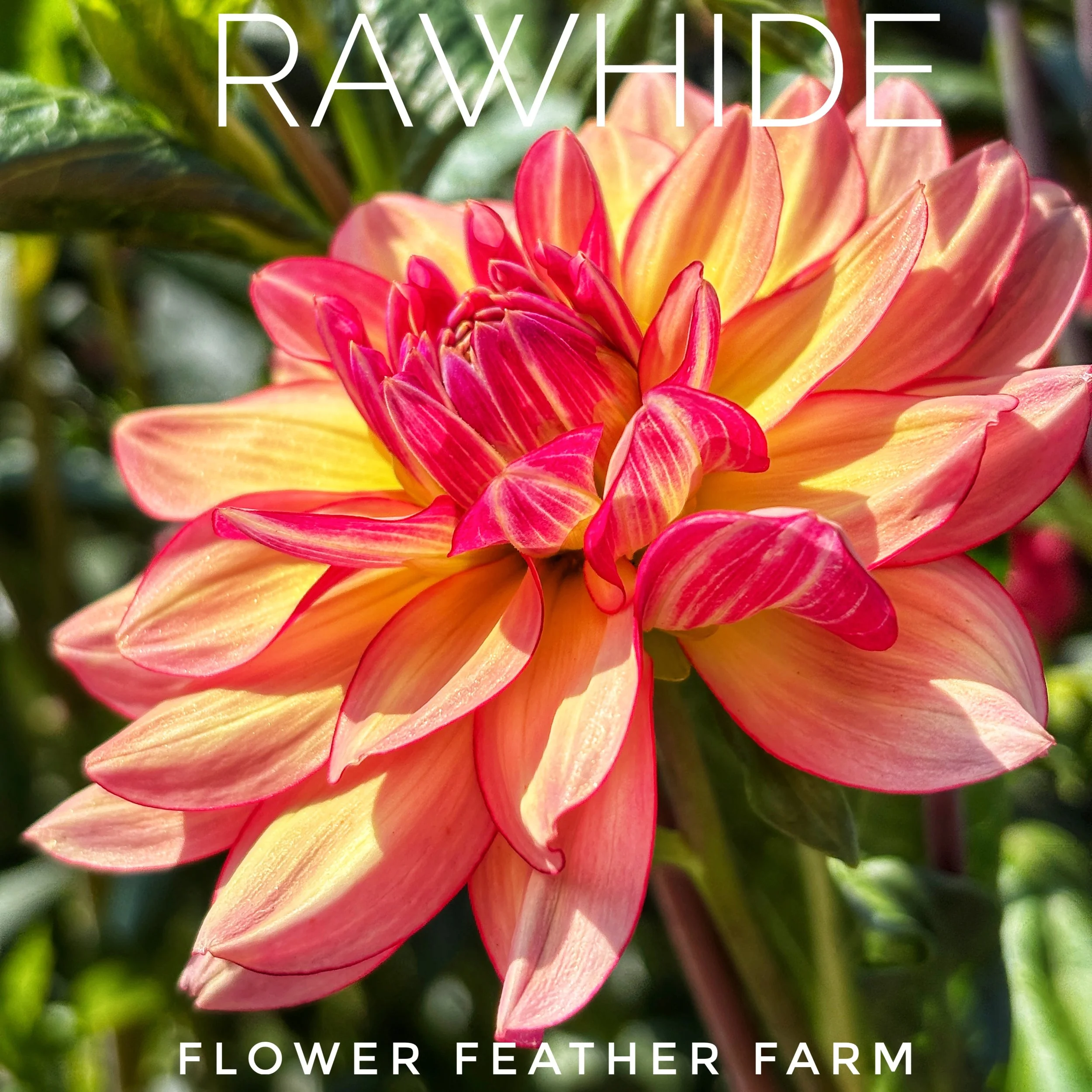 Rawhide, a stunning dahlia at Flower Feather Farm, chicks and dahlias -- a great place to buy dahlias online