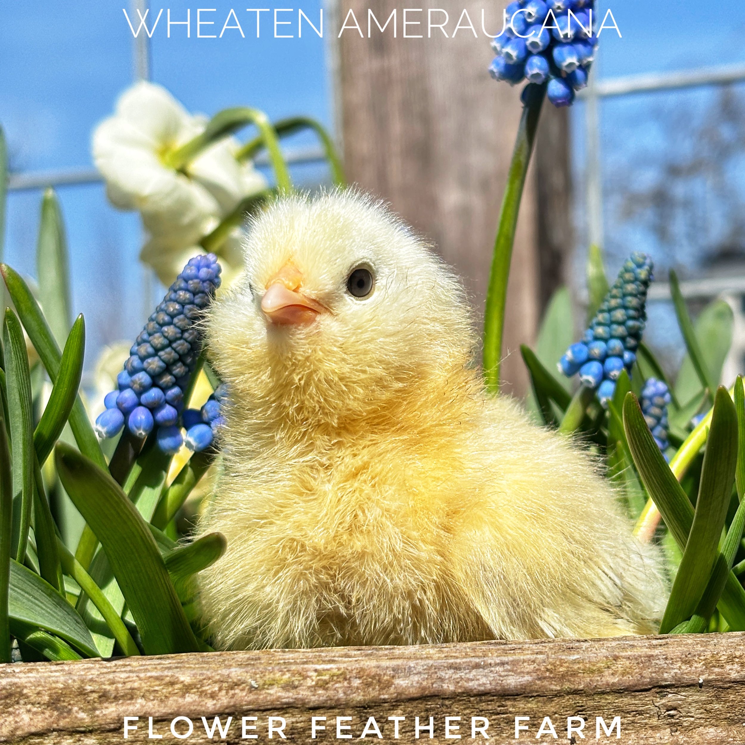 Wheaten/Blue Wheaten/Splash Ameraucana Chicks Hatch