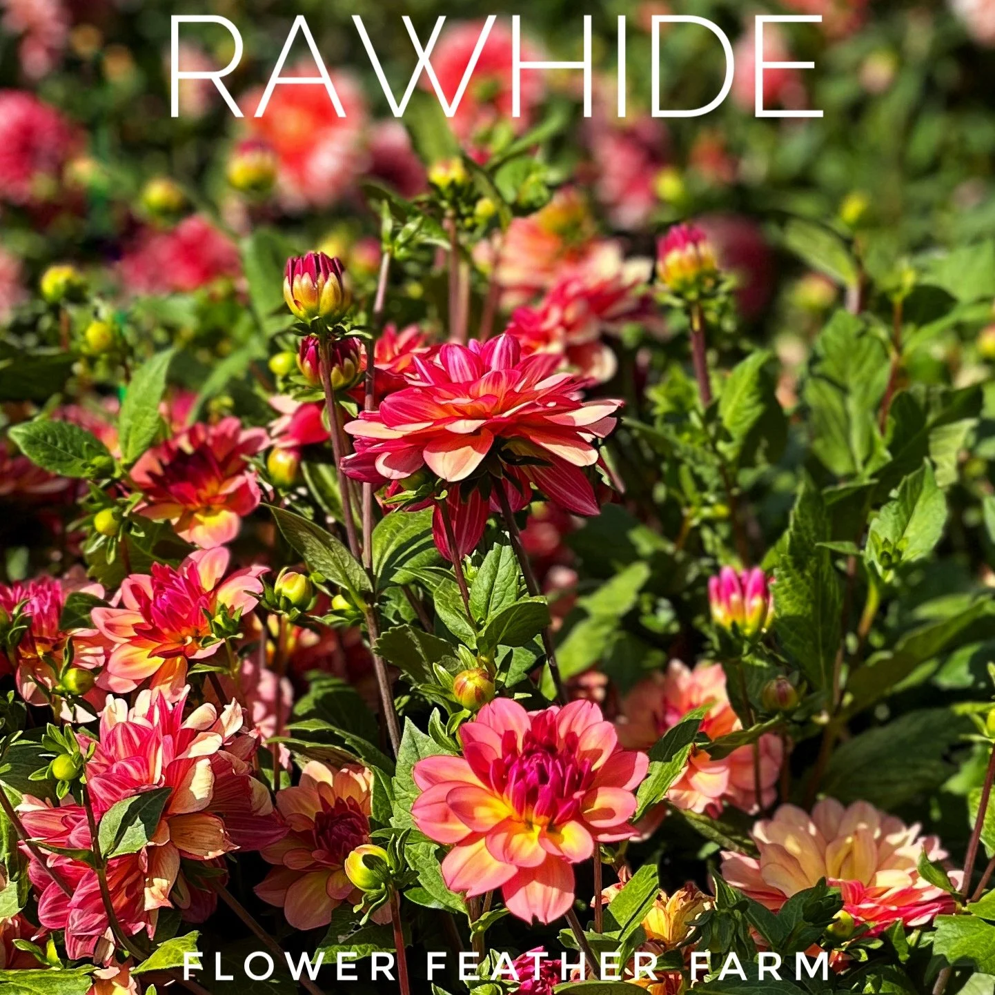 Miss Brandy Dahlia at Flower Feather Farm, chicks & dahlias, a dahlia farm near you