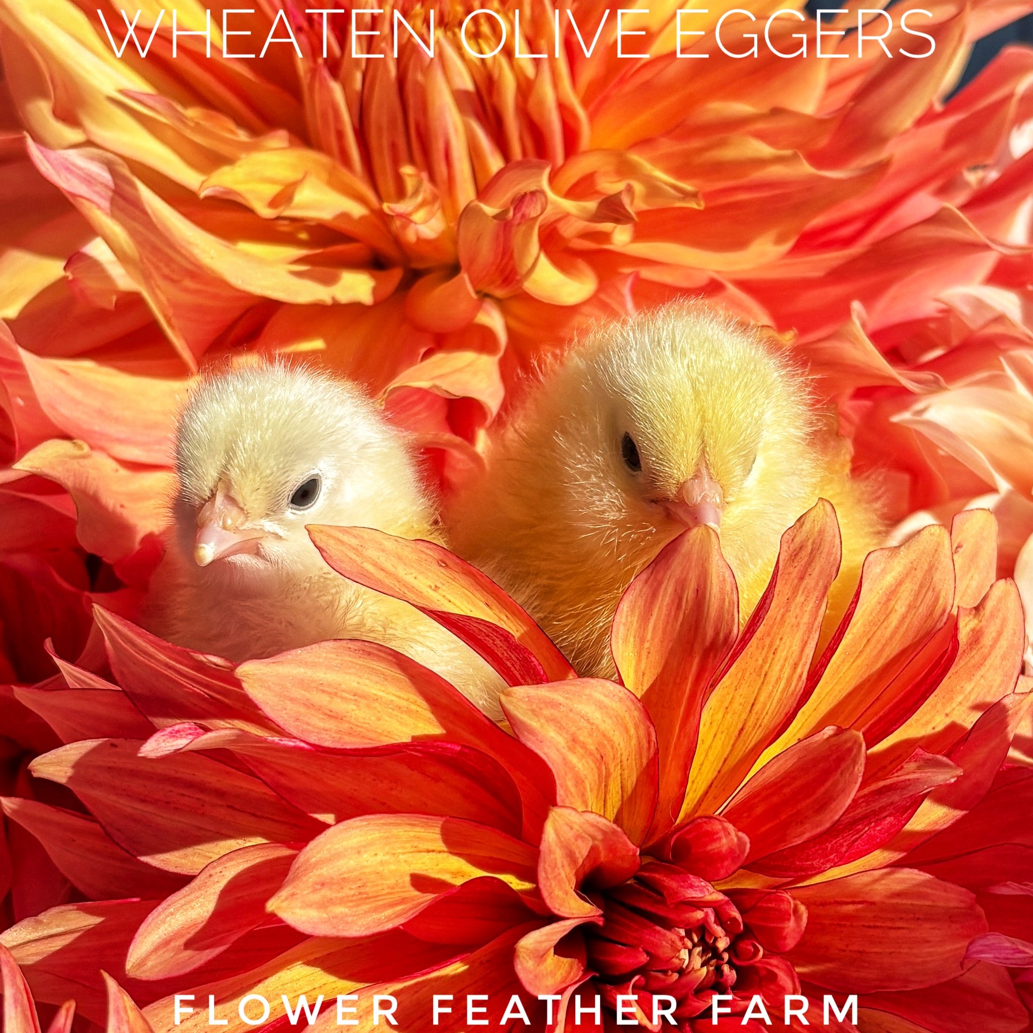 Two Wheaten Olive Eggers snuggle in a bed of Labyrinth and Penhill Watermelon dahlias at Flower Feather Farm, chicks & dahlias