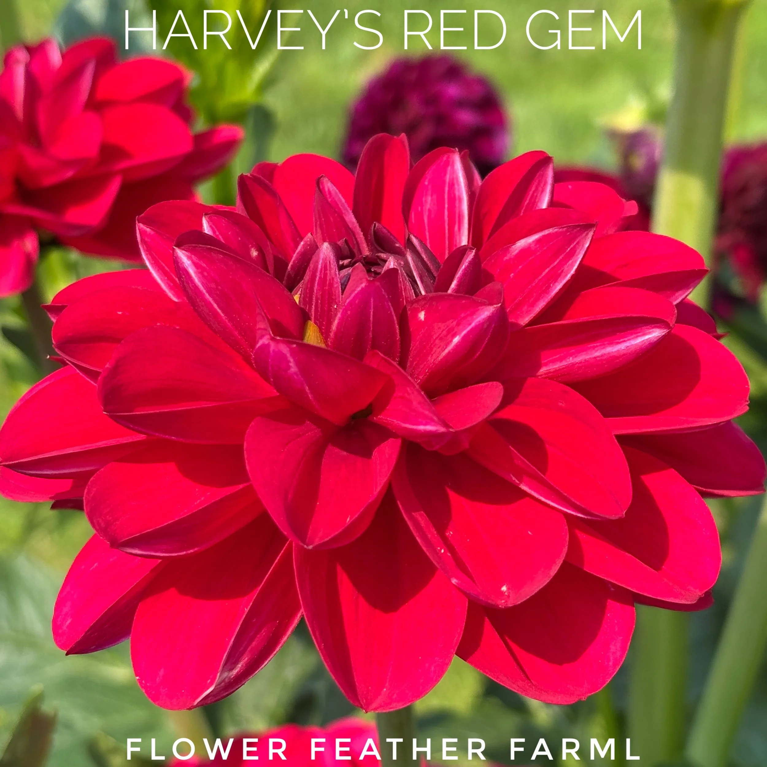 Harveys Red Gem 26-01.jpg