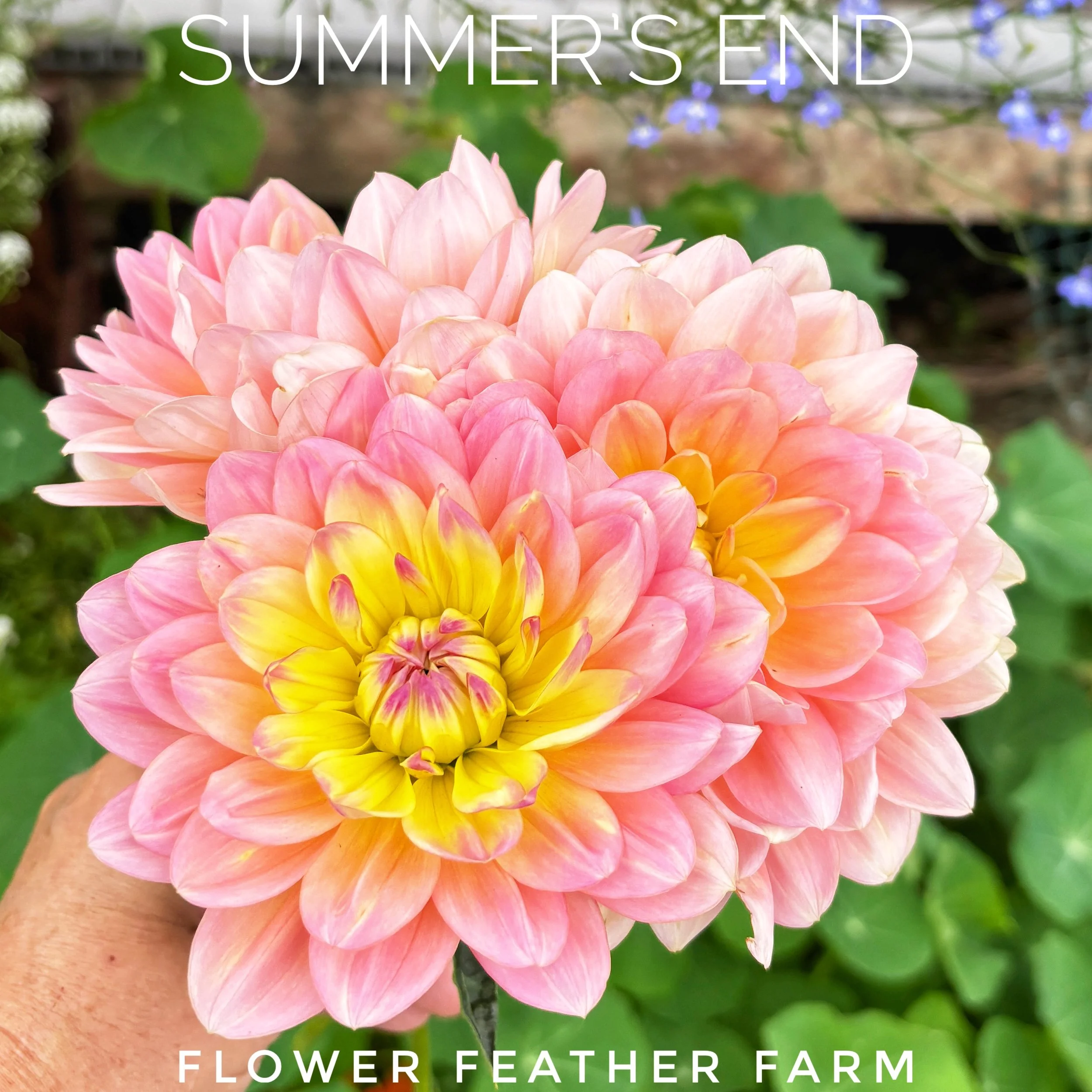 Summer's End Dahlia Tuber S55