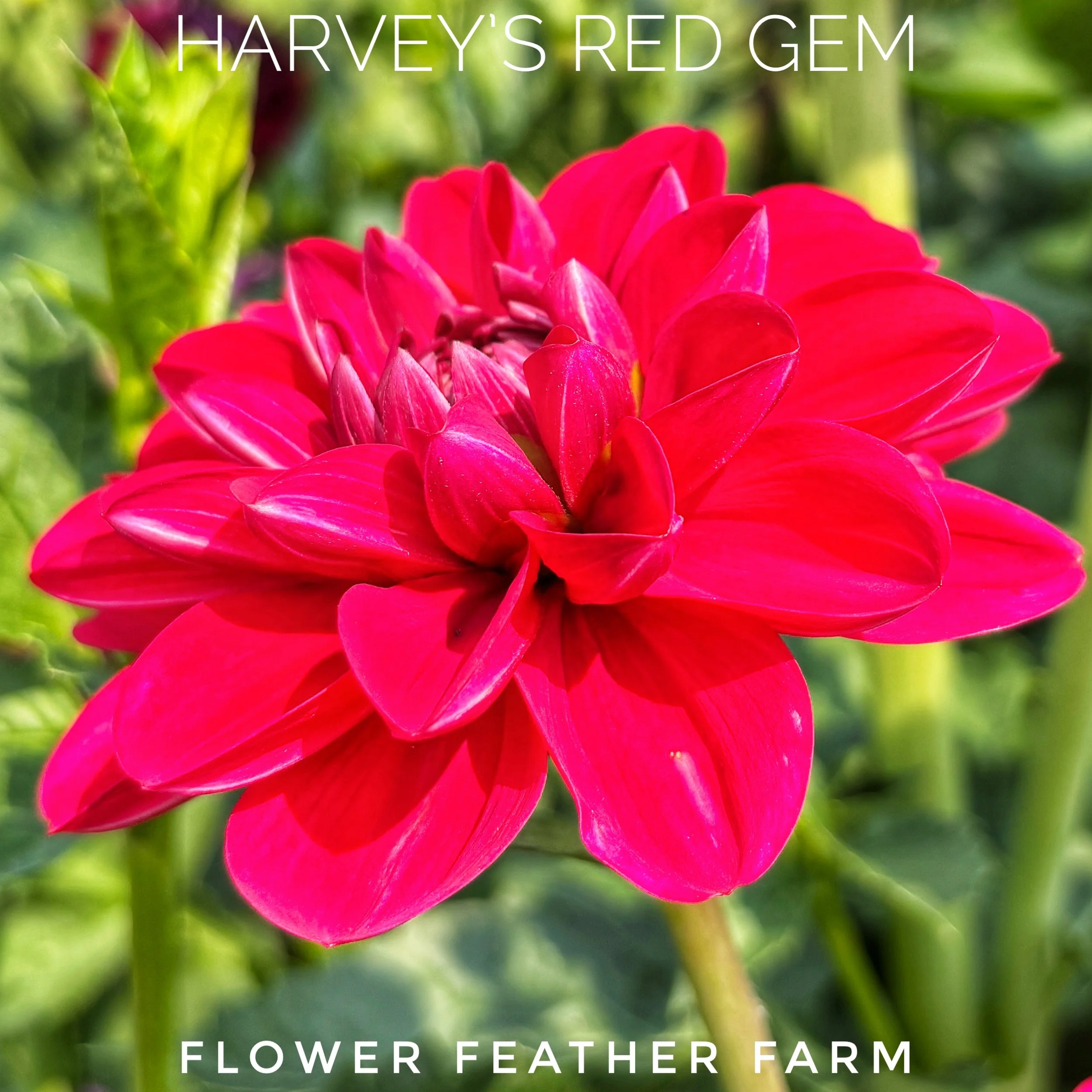 Harveys Red Gem 26-02.jpg