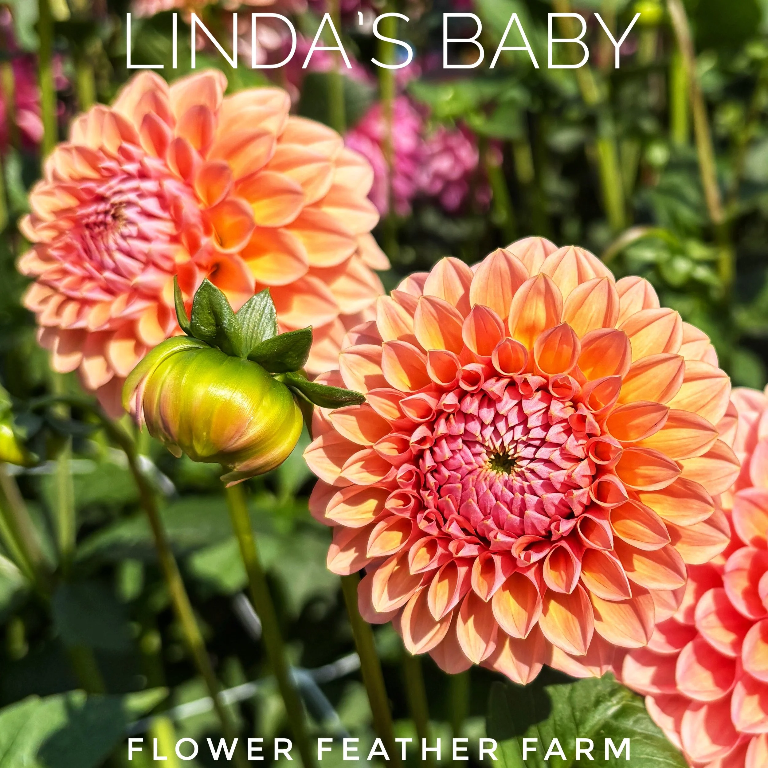 Linda's Baby Dahlia at Flower Feather Farm, chicks & dahlias