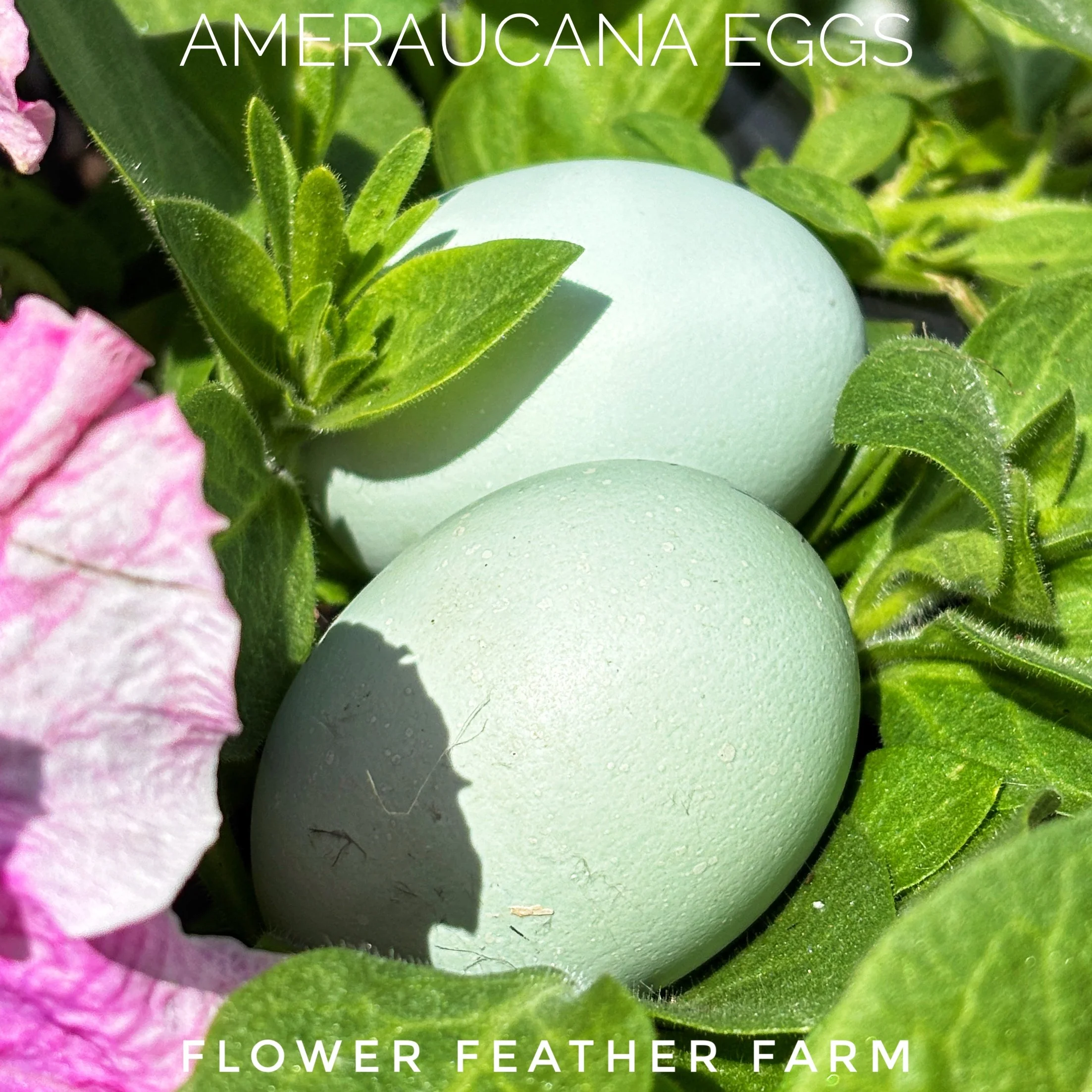 Ameraucana HE 26-01.jpg