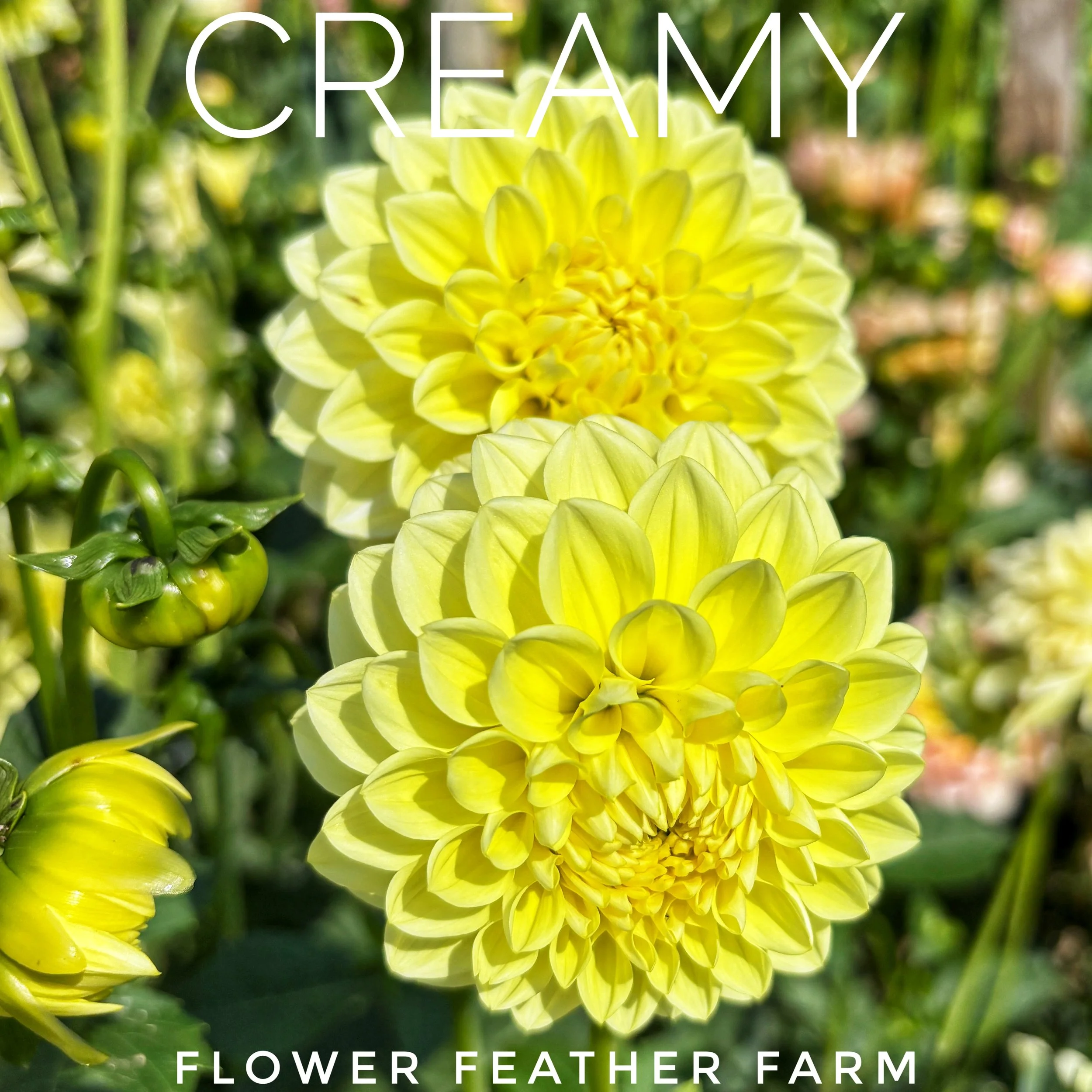 Creamy dahlia tubers at Flower Feather Farm