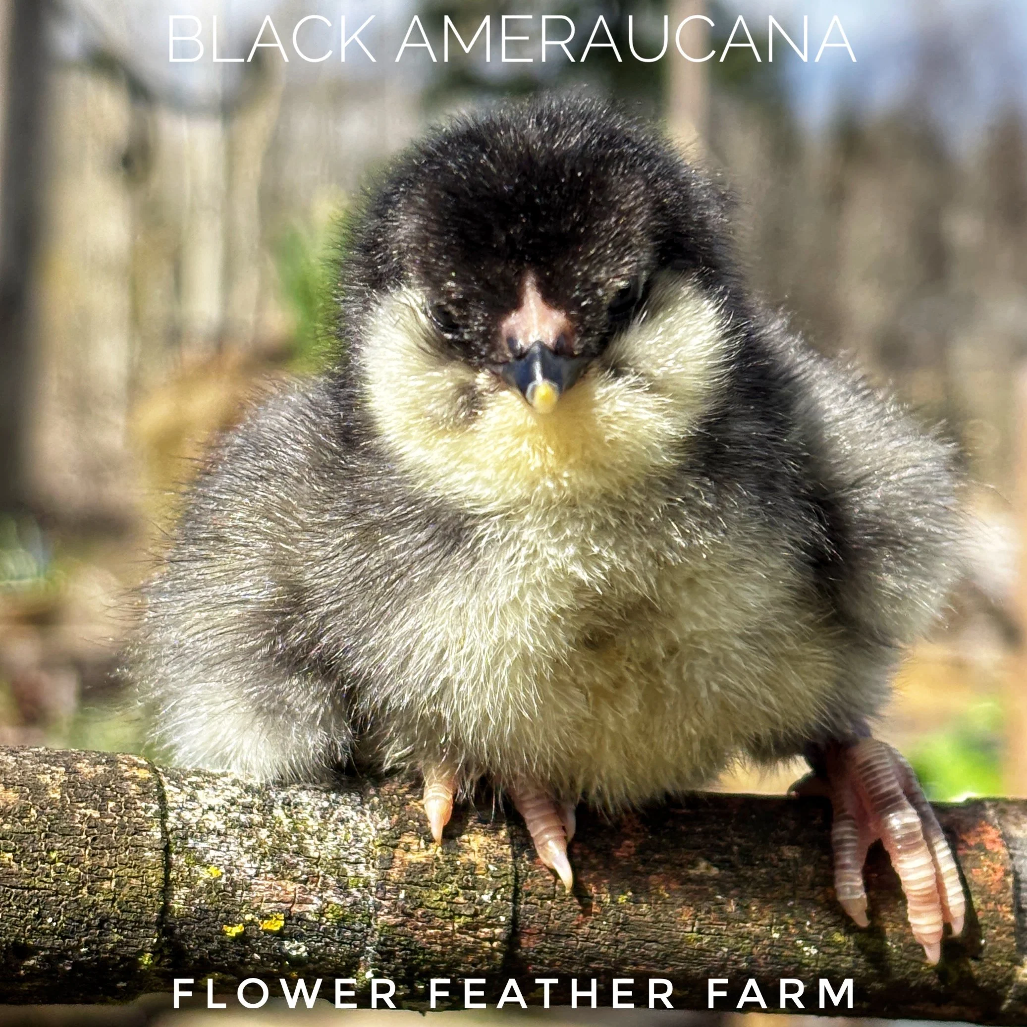 Black Ermine Ameraucana at Flower Feather Farm, chicks & dahlias, a chick hatchery nearby, chicks for sale