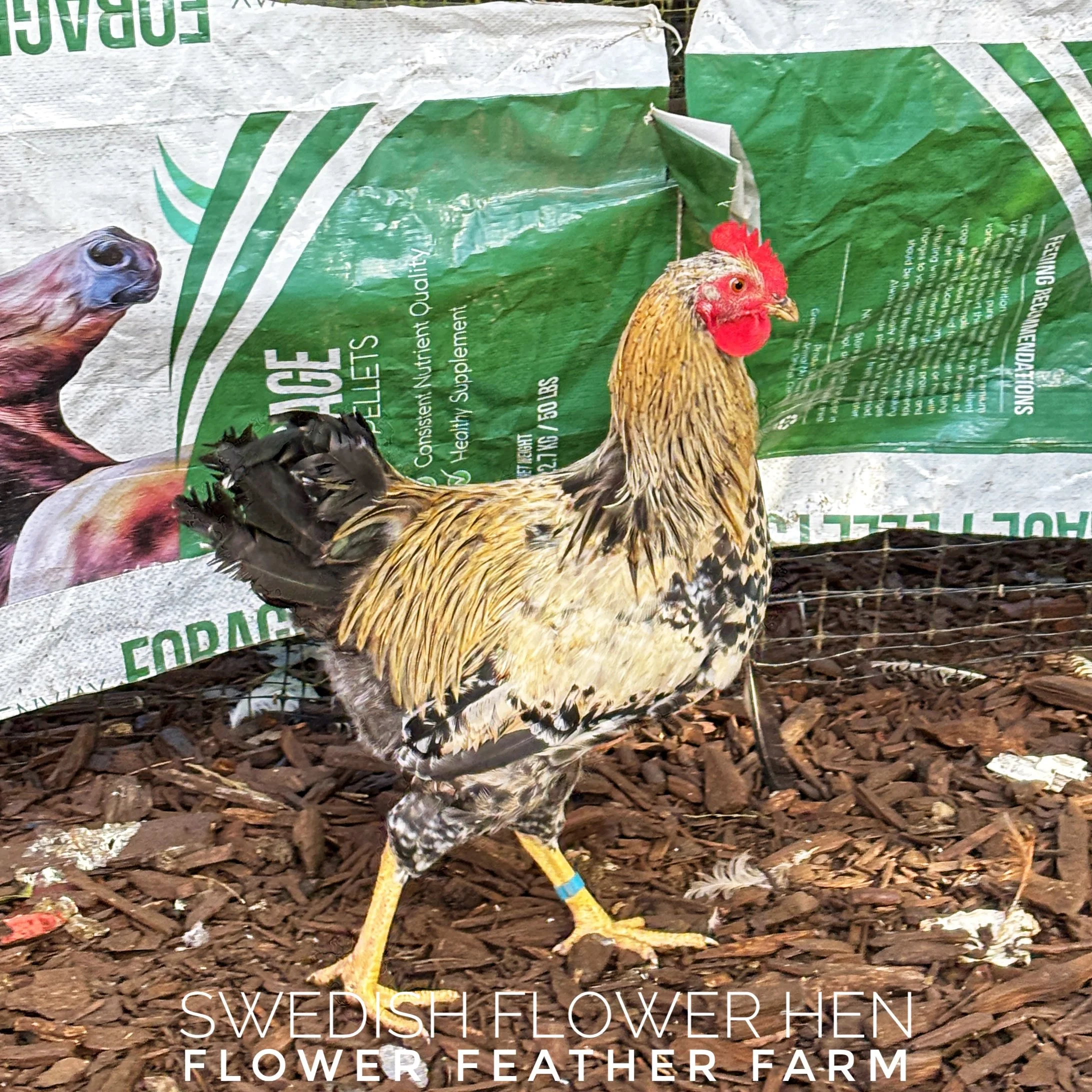 Swedish Flower Hen cockerel from Tim Oliver hatching eggs at Flower Feather Farm, chicks & dahlias