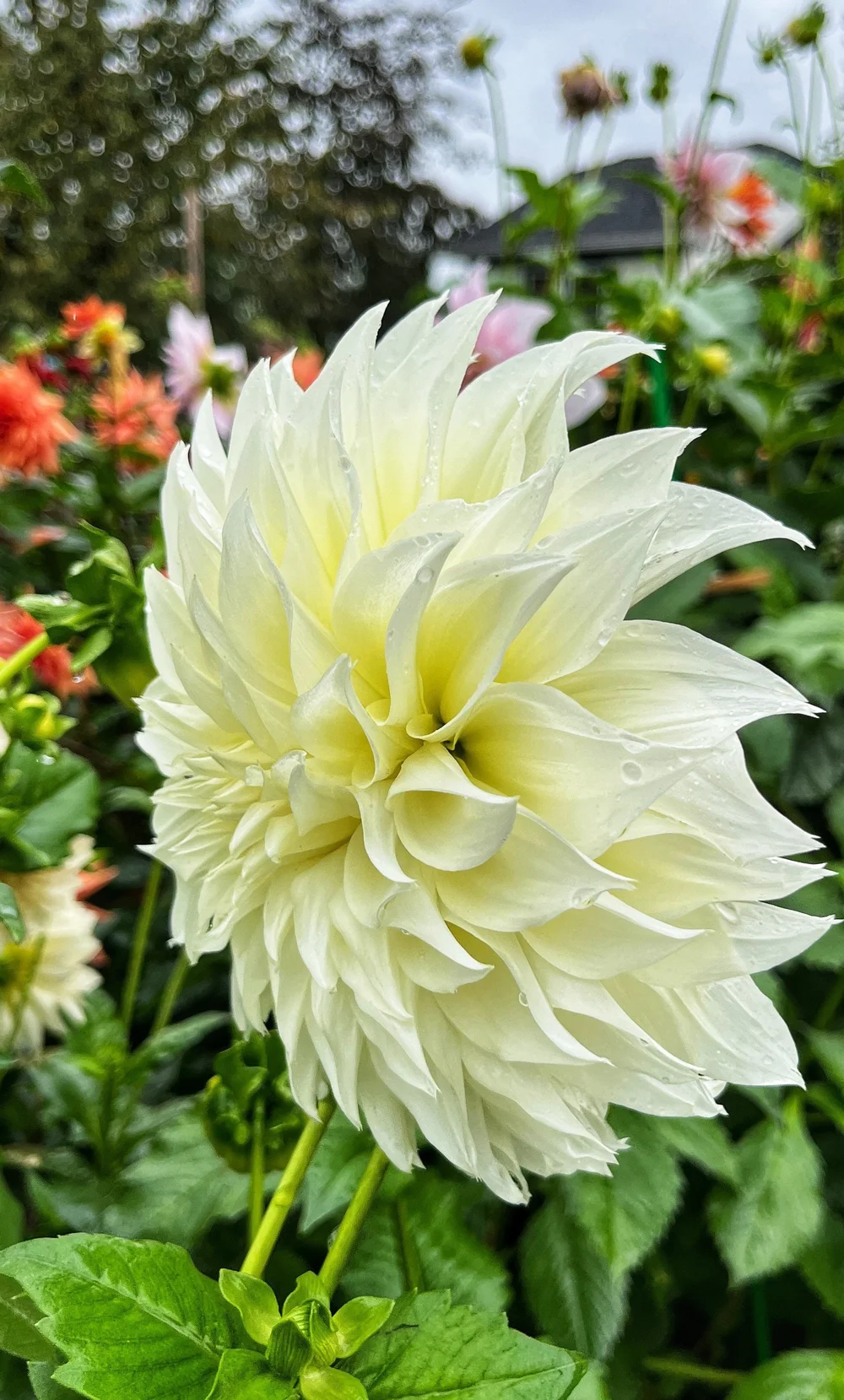 Dahlia Tuber Pre-Sale FAQs — Flower Feather Farm, chicks & dahlias