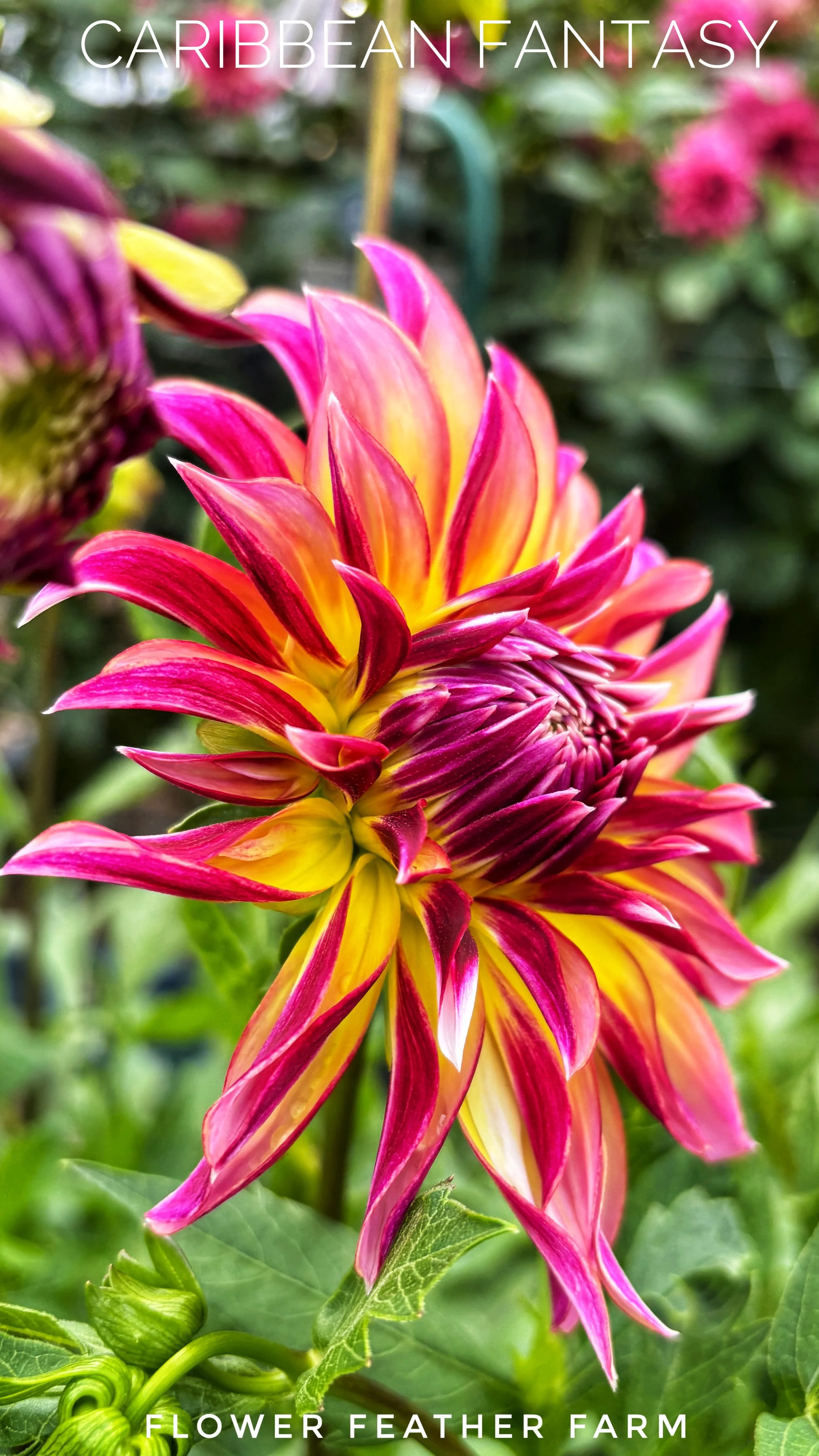 Caribbean Fantasy Dahlias at Flower Feather Farm, Specialty Chicks and Dahlia Tubers, a Washington State Dahlia farm -- dahlias near me, dahlia grower near me