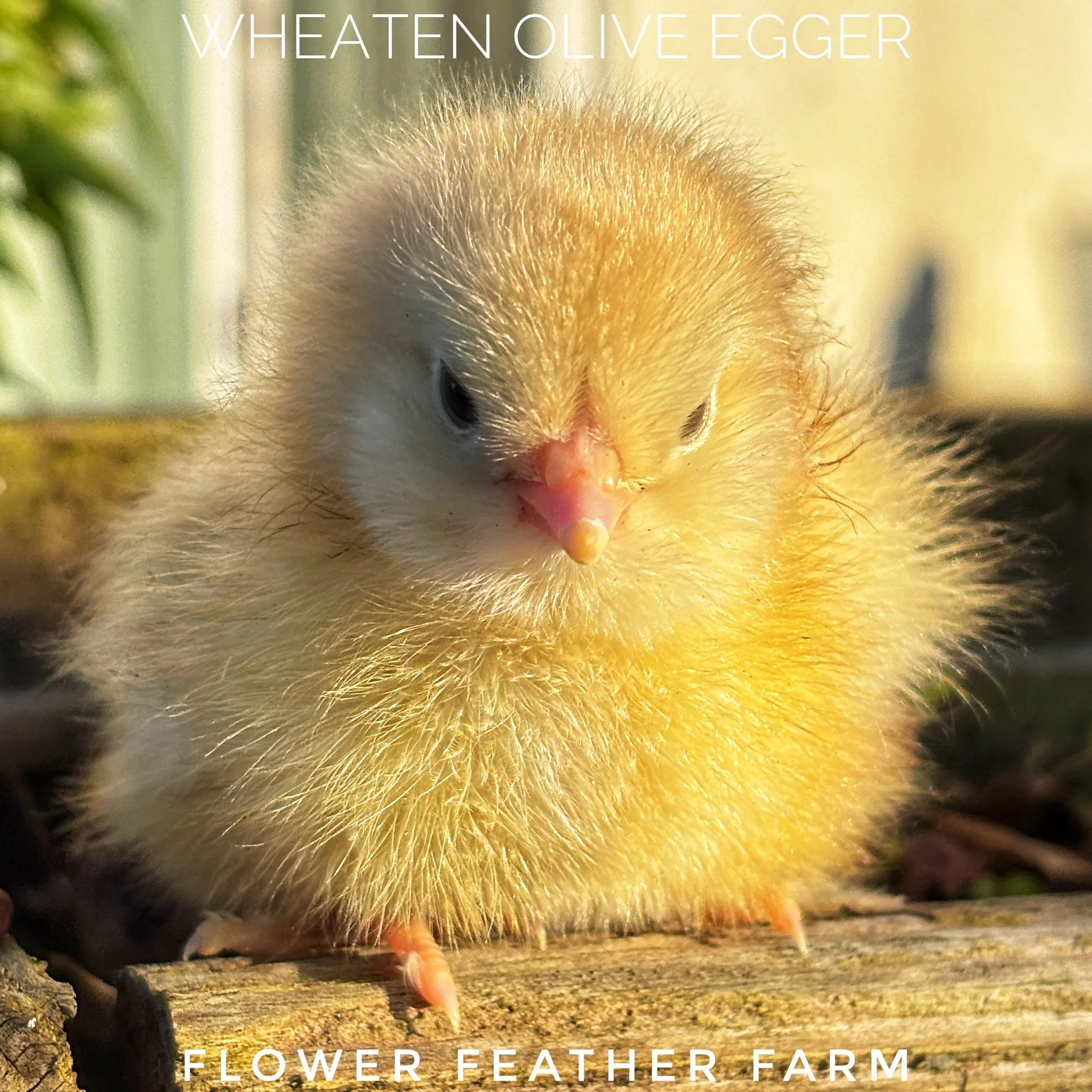 Wheaten Olive Egger Chick at Flower Feather Farm, chicks & dahlias, a chick hatchery nearby, baby chicks near me, chicks for sale near me, baby chicks for sale near me