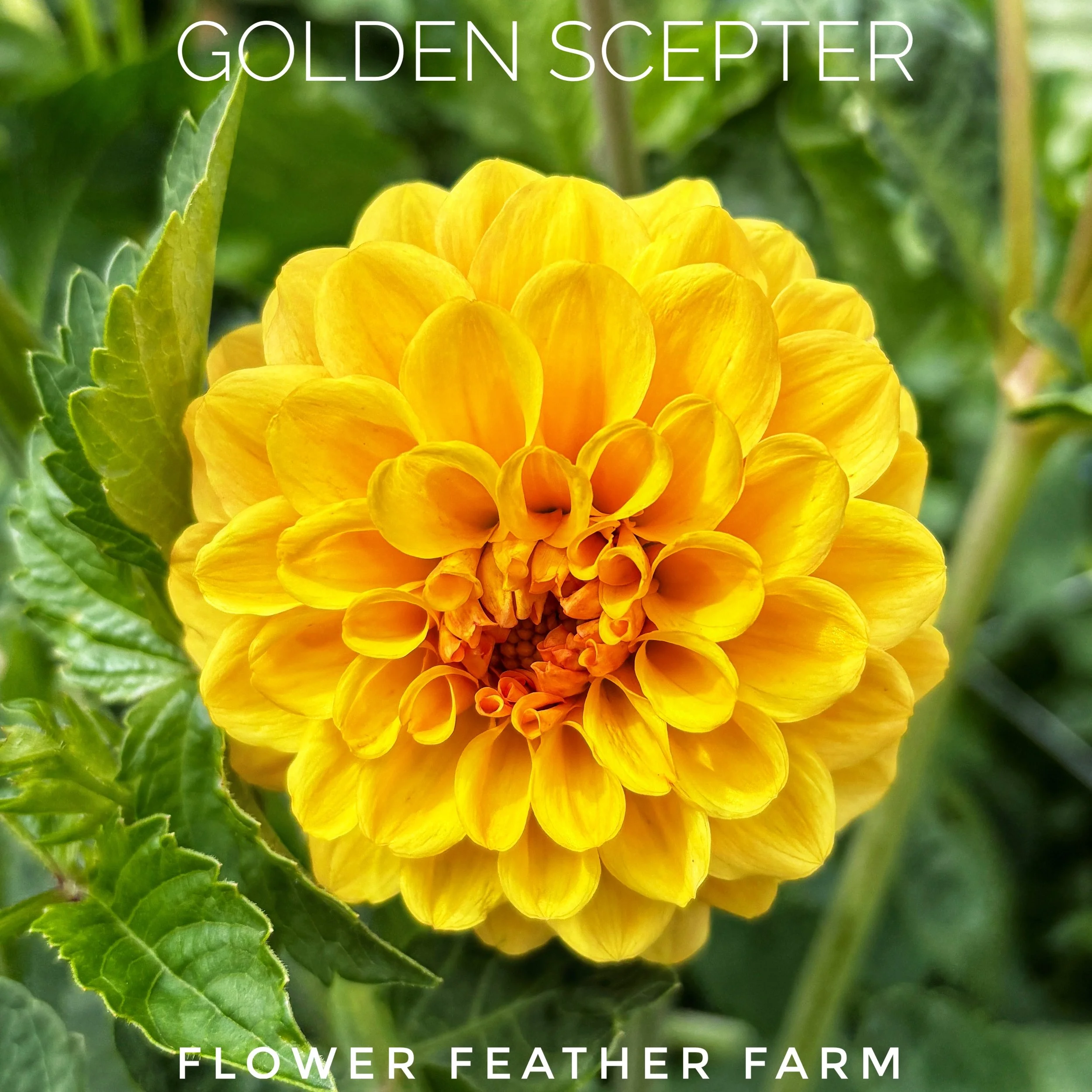 Golden Scepter dahlia at Flower Feather Farm, chicks & dahlias
