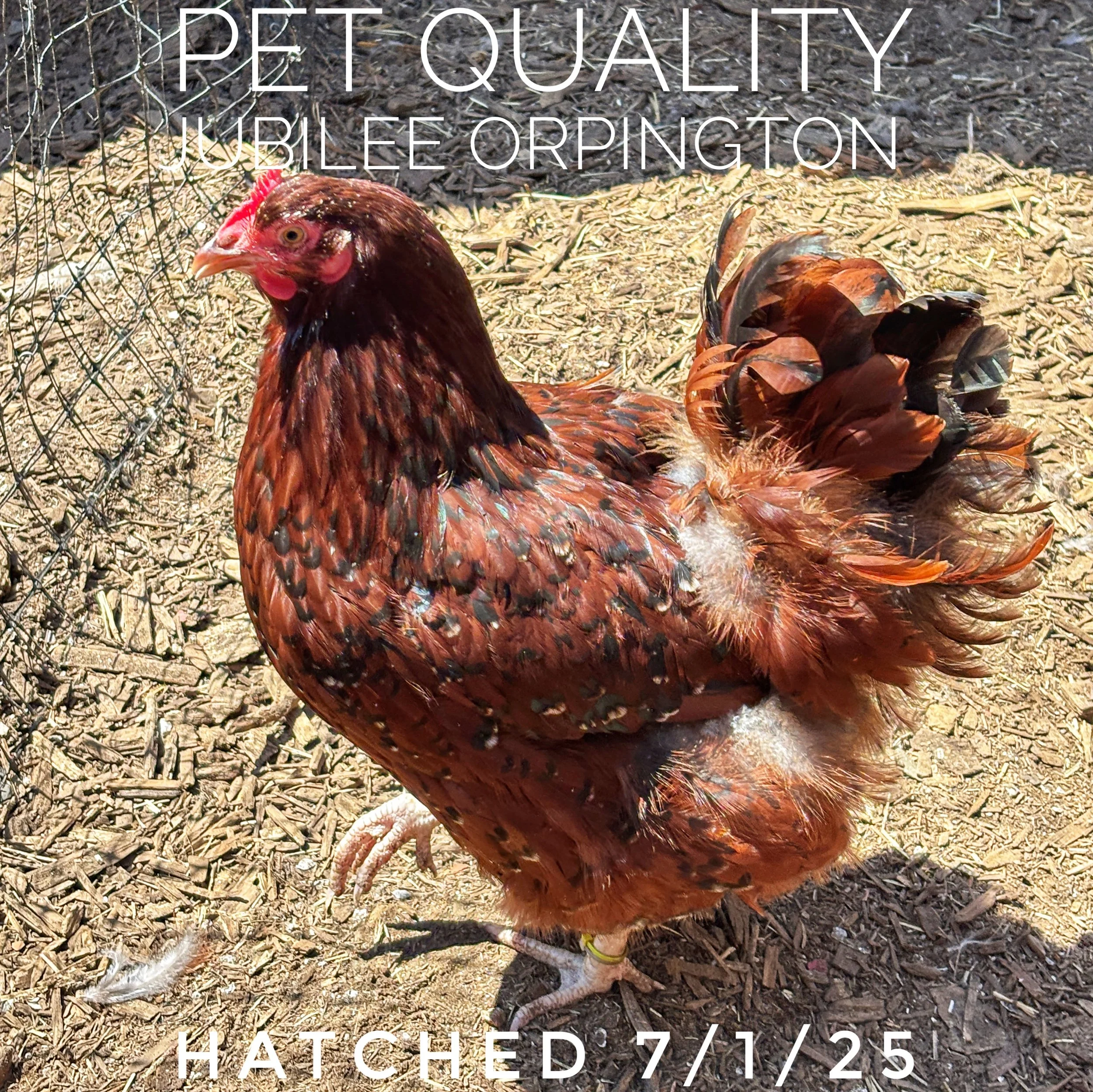 jubilee chickens, jubilee orpington for sale, jubilee orpington chicken, jubilee orpingtons for sale, jubilee orpingtons, jubilee orpington hatching eggs, orpington chicks for sale
