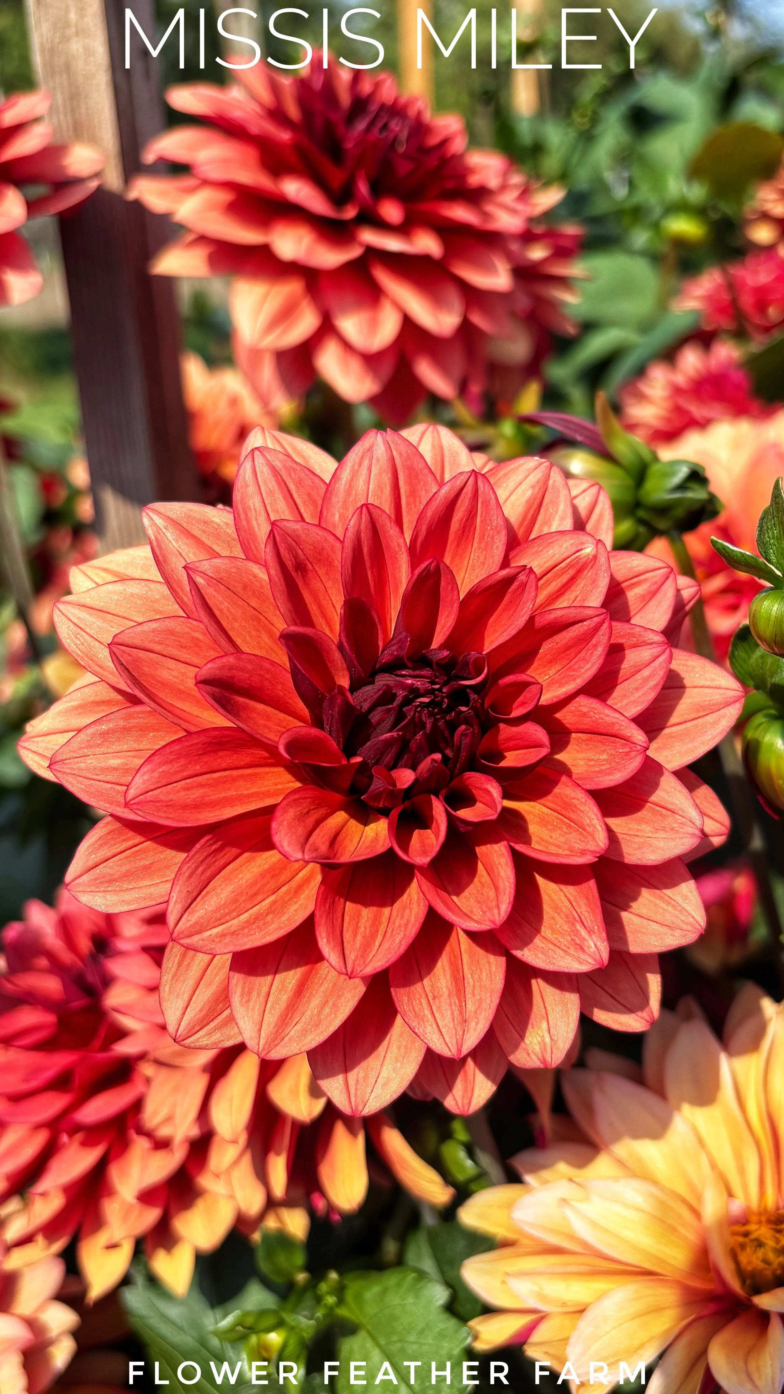 Missis Miley Dahlia at Flower Feather Farm, chicks & dahlias