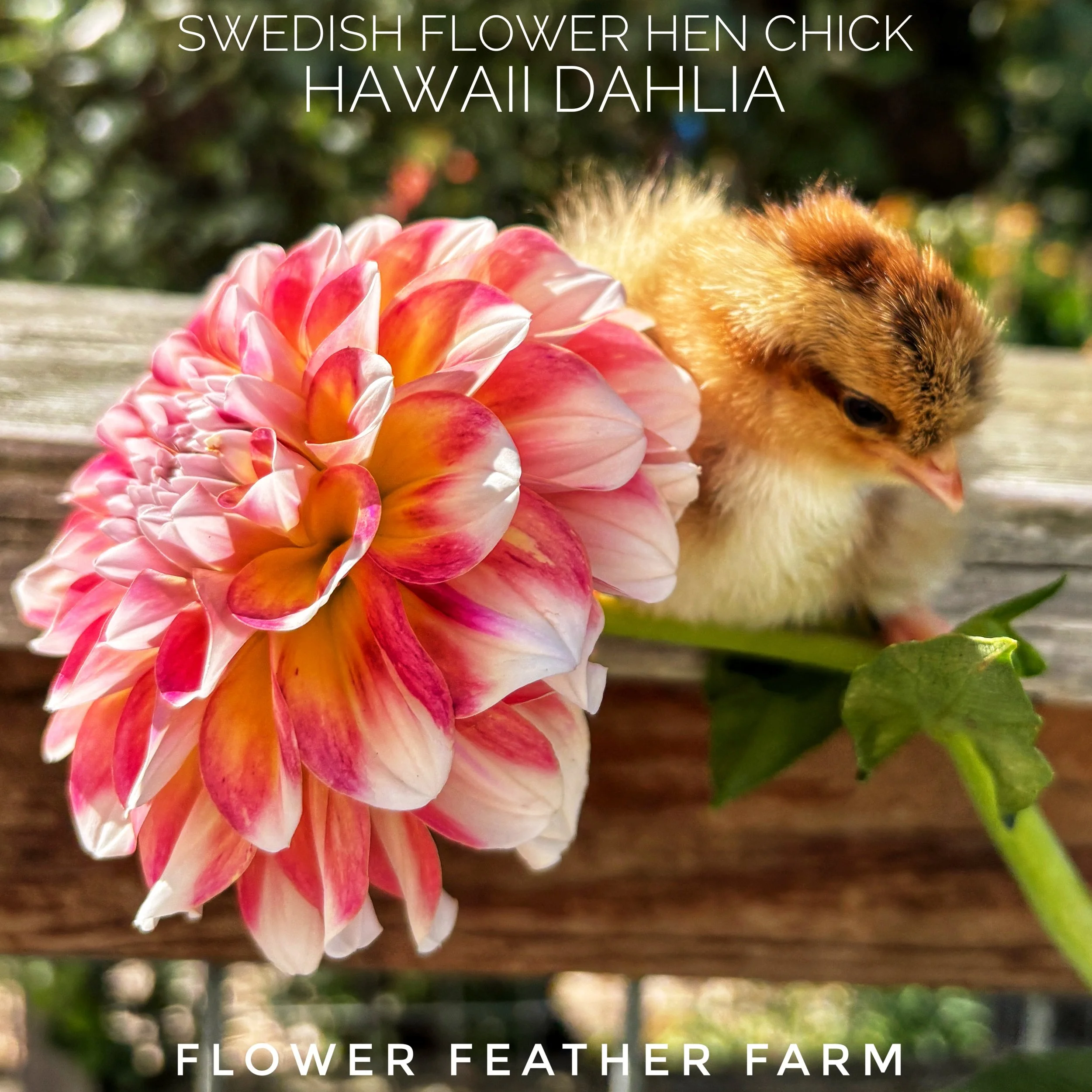 Swedish Flower Hens at Flower Feather Farm, chicks and dahlias, baby chicks for sale near me, chicken breeders near me, chick hatchery near me, chicken hatchery near me, chicken for sale