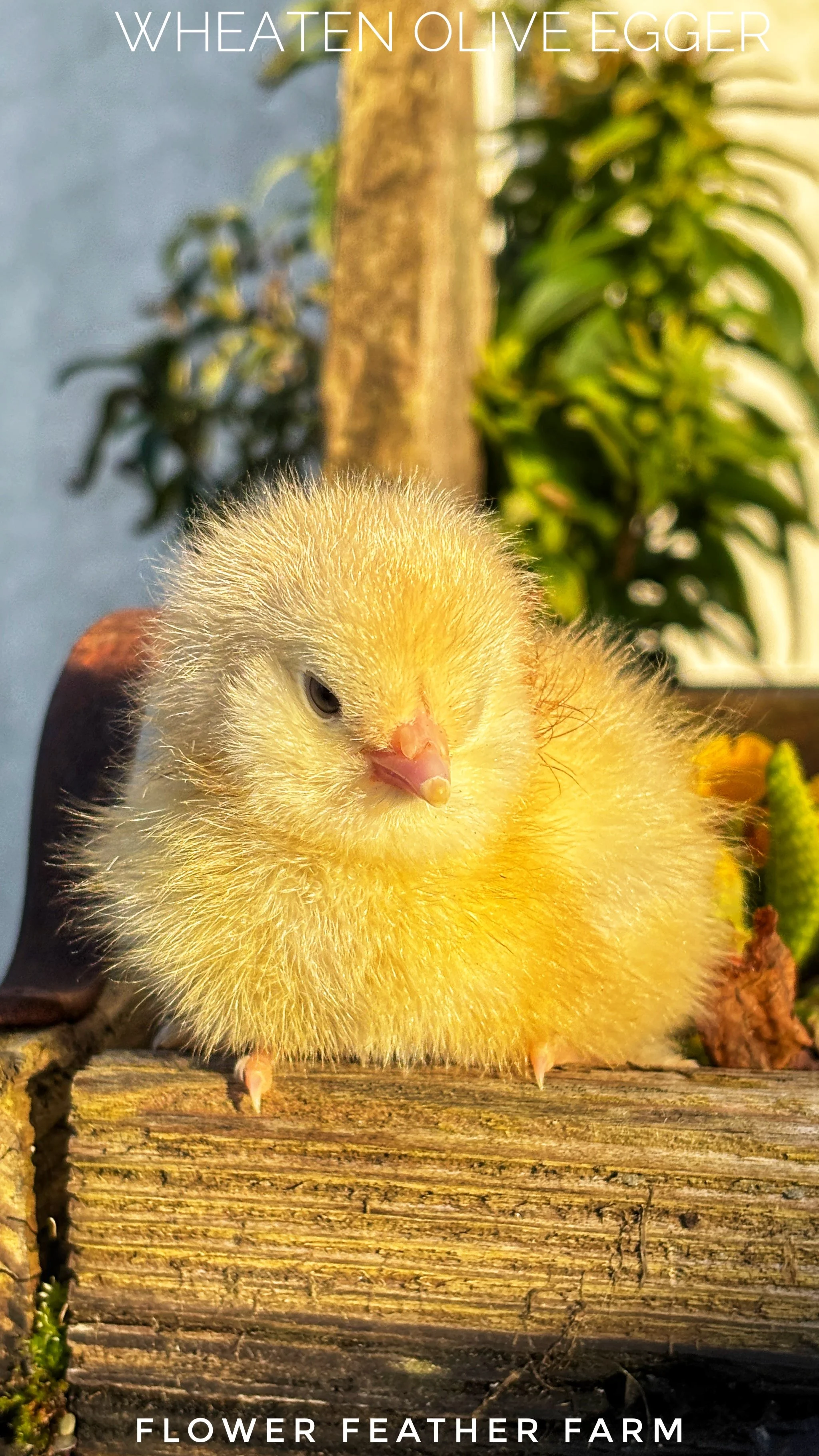 Wheaten Olive Egger Chick at Flower Feather Farm, chicks & dahlias, a chick hatchery nearby, baby chicks near me, chicks for sale near me, baby chicks for sale near me