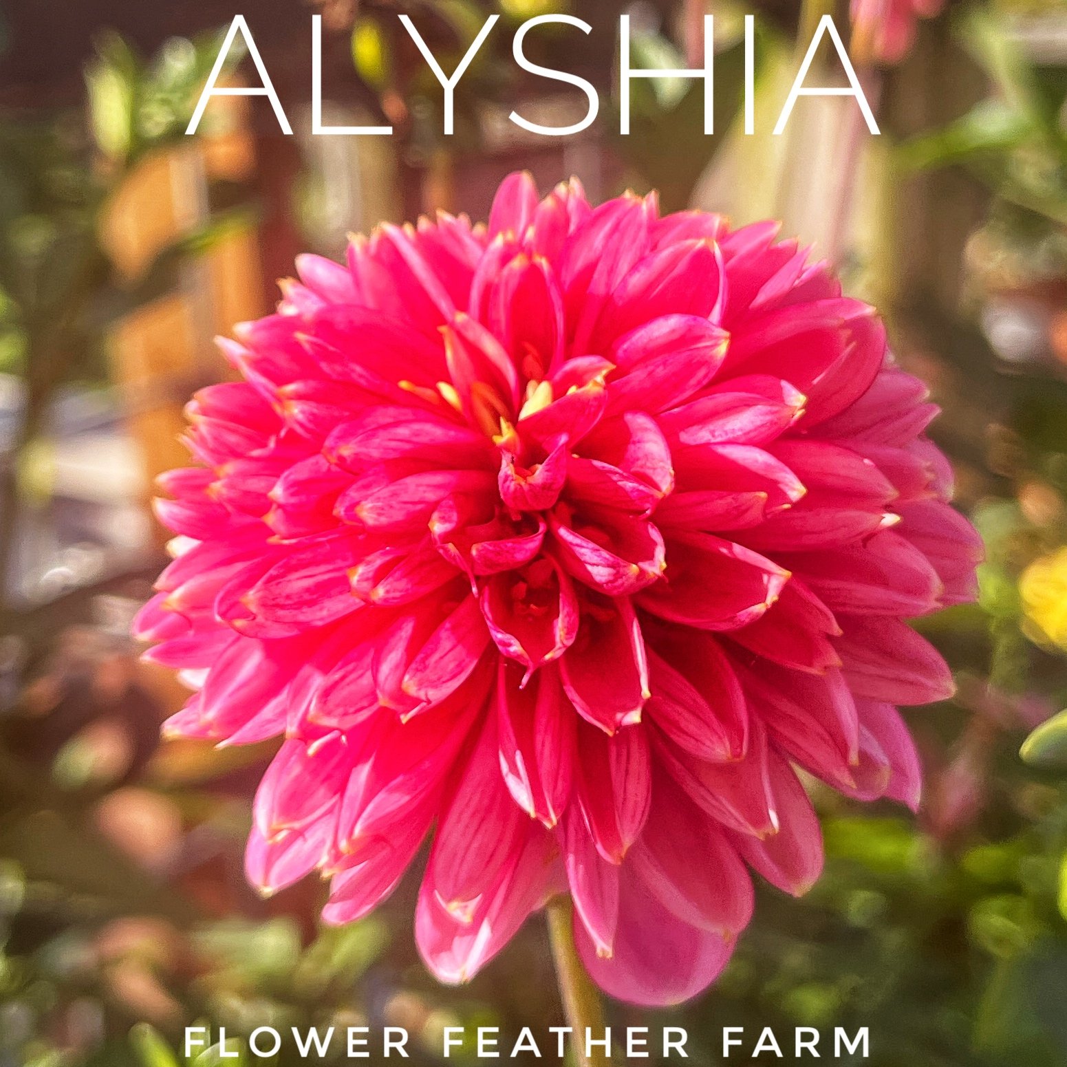 Alysia Dahlia, an anemone dahlia, at Flower Feather Farm, chicks & dahlias