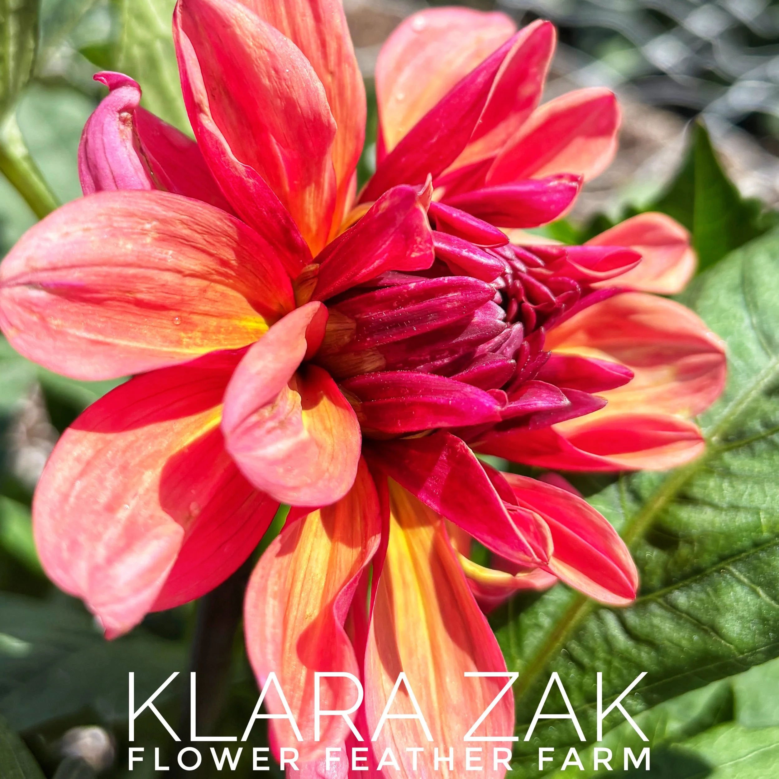 Klara Zak Dahlia at Flower Feather Farm, chicks & dahlias