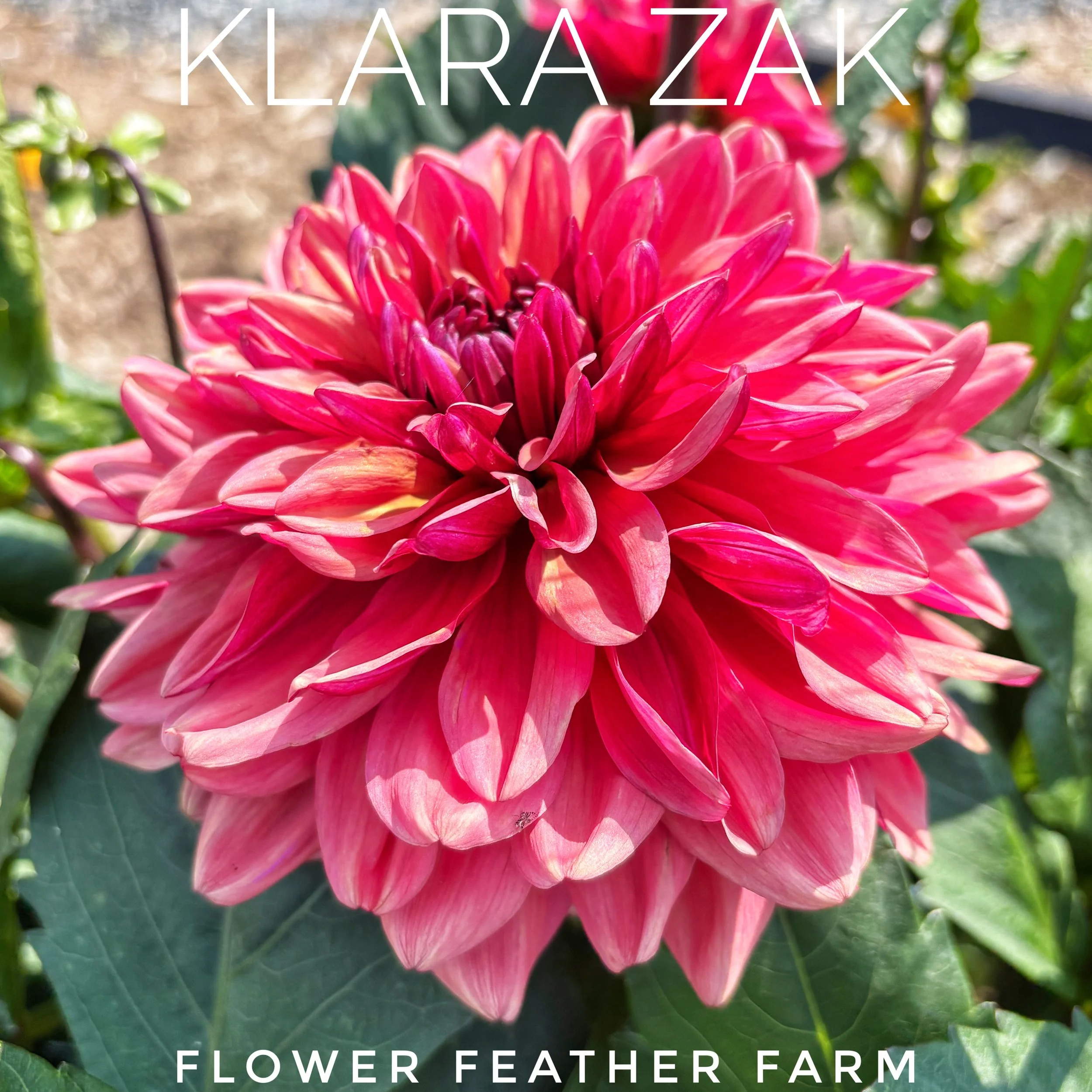 Klara Zak Dahlia at Flower Feather Farm, chicks & dahlias