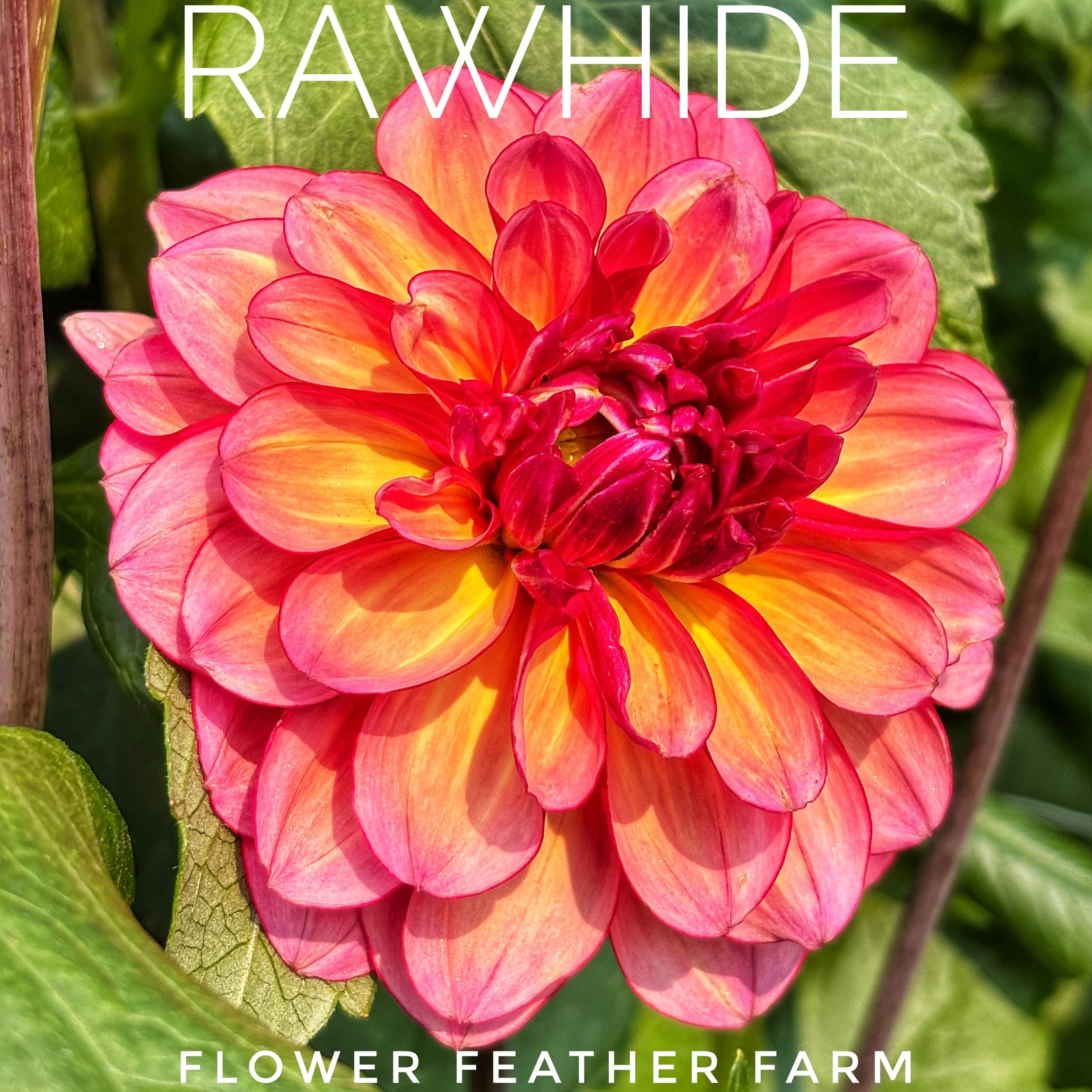Rawhide's gentle coloring and waterlily form makes her one of my new favorites at Flower Feather Farm