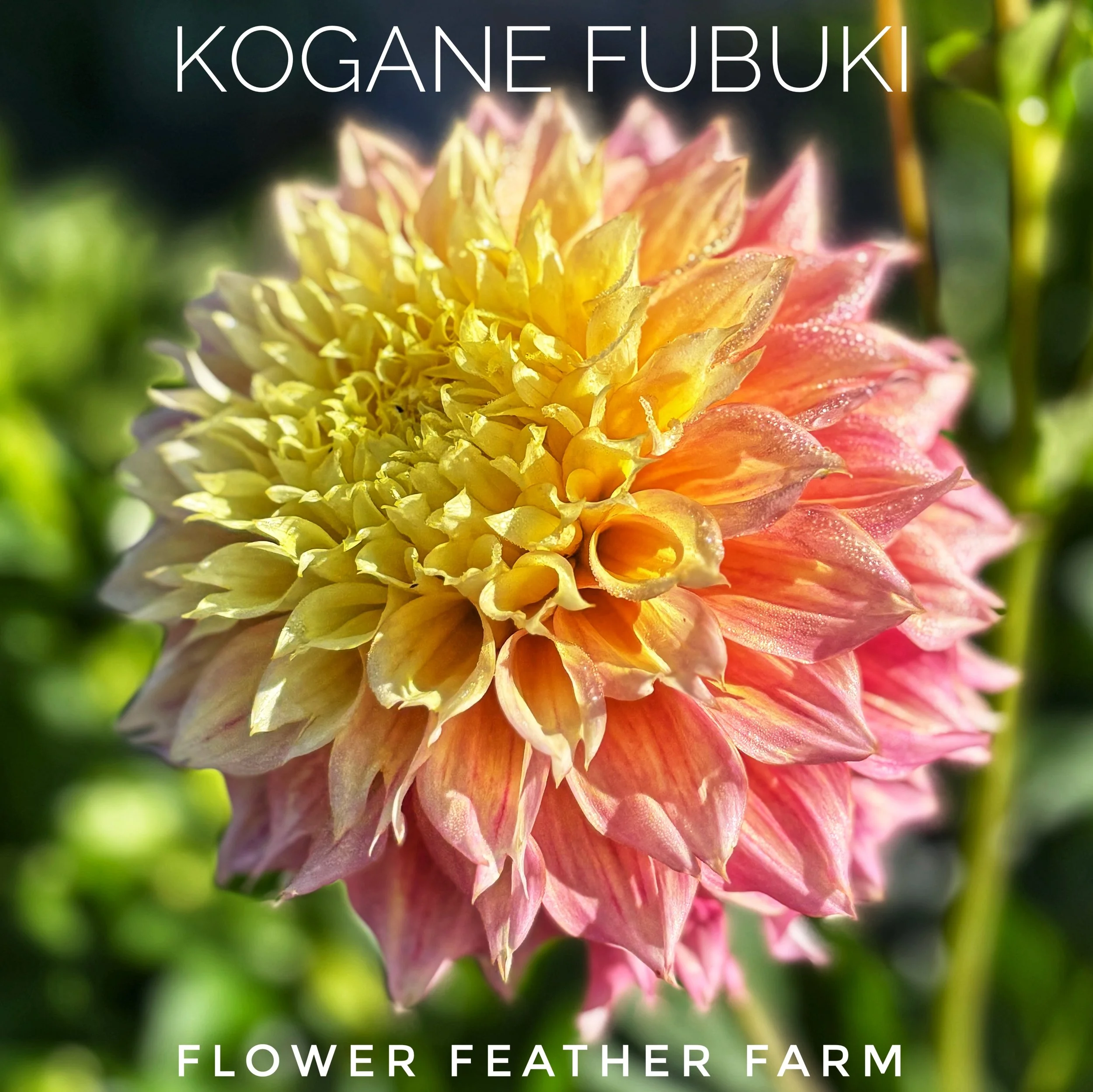 Kogane Fubuki dahlias at Flower Feather Farm, chicks & dahlias, a Washington State Dahlia farm -- dahlia grower near me, dahlia farm near me, dahlias near me