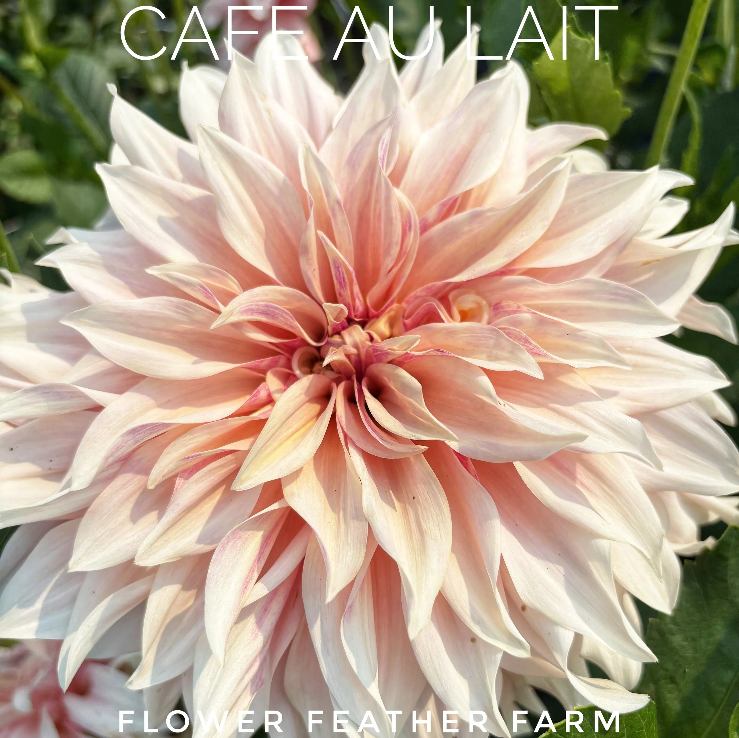 Cafe au Lait dahlia tuber for sale at Flower Feather Farm