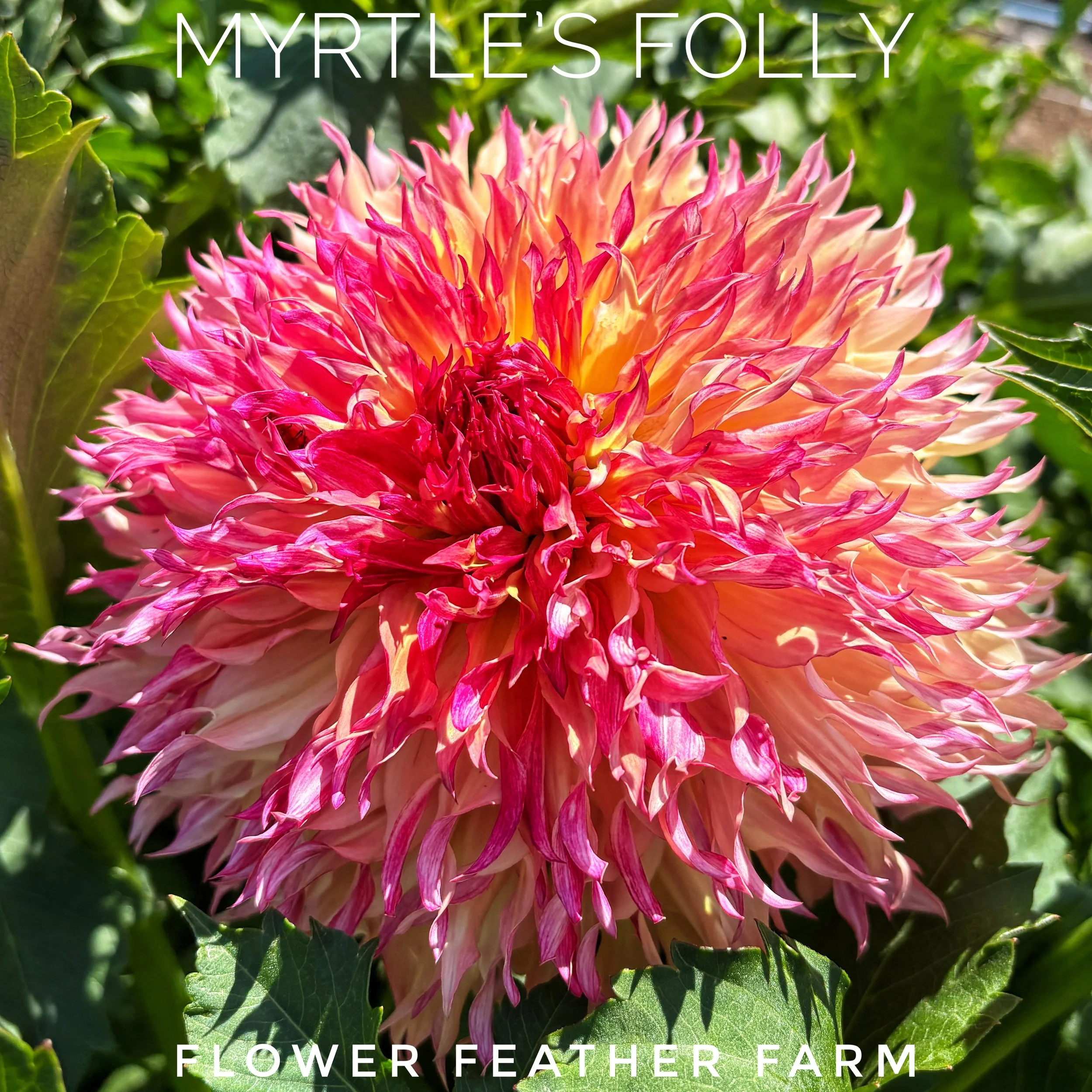 Shop Myrtle's Folly dahlia tubers online at Flower Feather Farm. Add these stunning, textured sunset-colored laciniated flowers to your spring planting list.