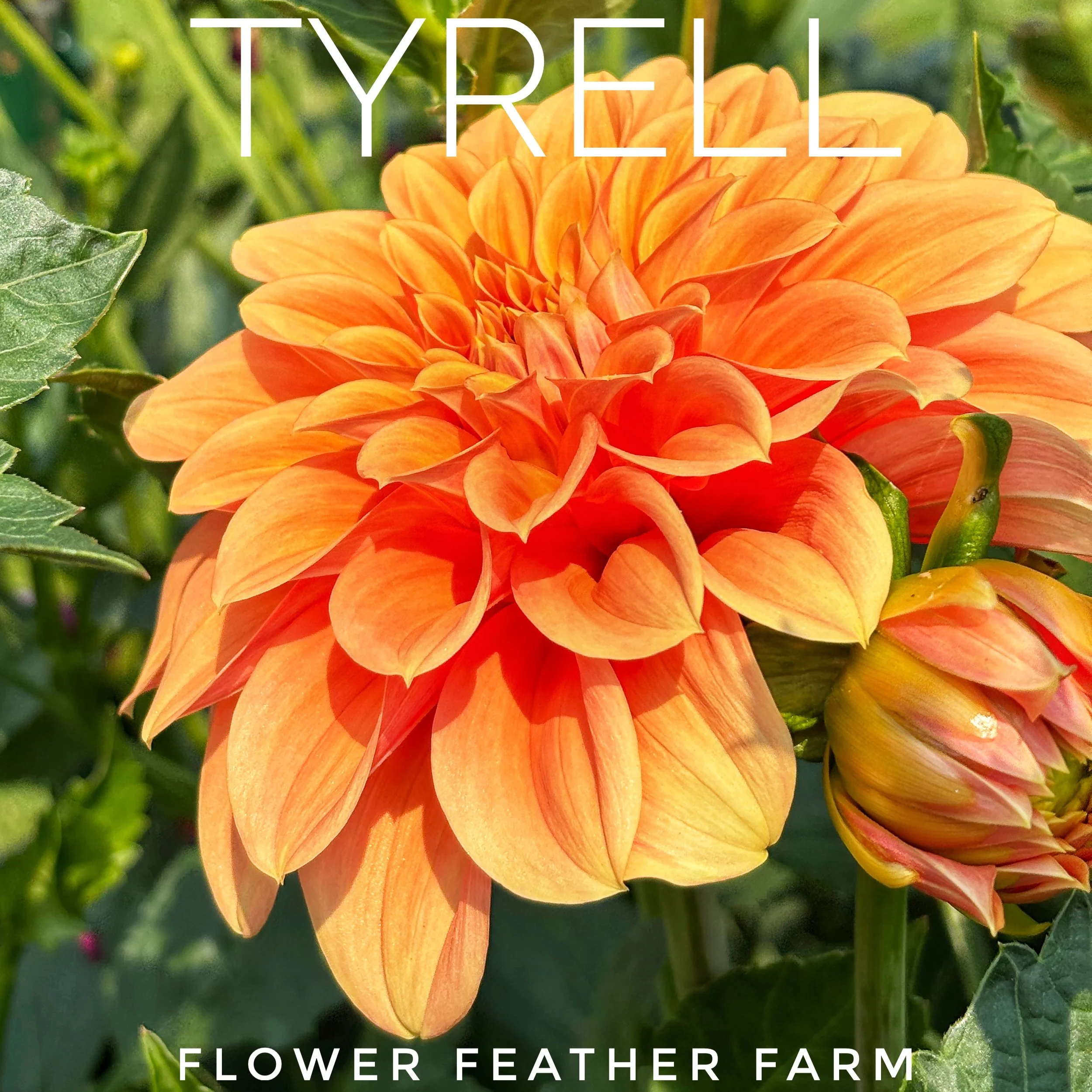 Limited-quantity Tyrell dahlia tubers from Flower Feather Farm. A stunning addition to any cutting garden — order now before they sell out.