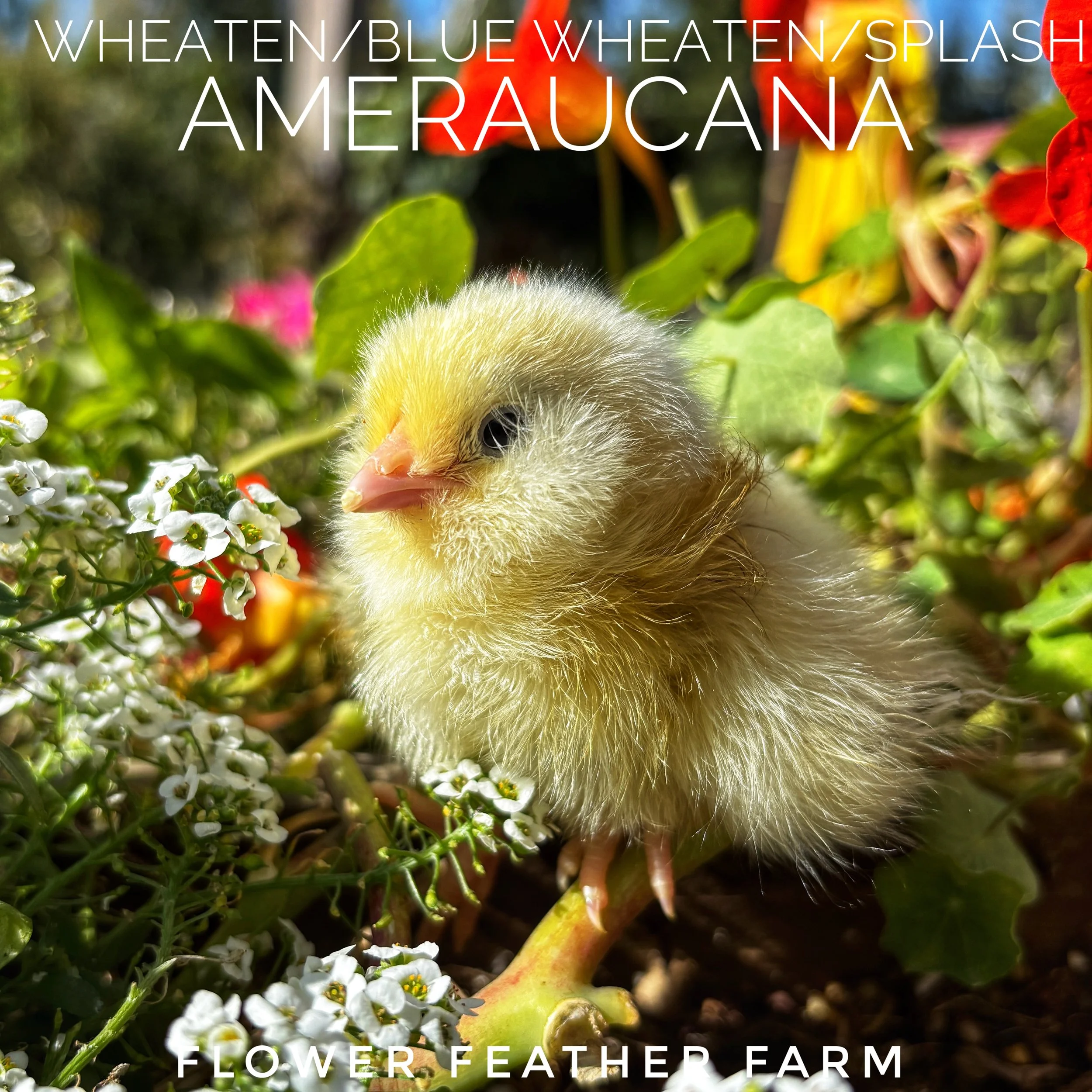 Ameraucana: Wheaten/Blue Wheaten/Splash Chick
