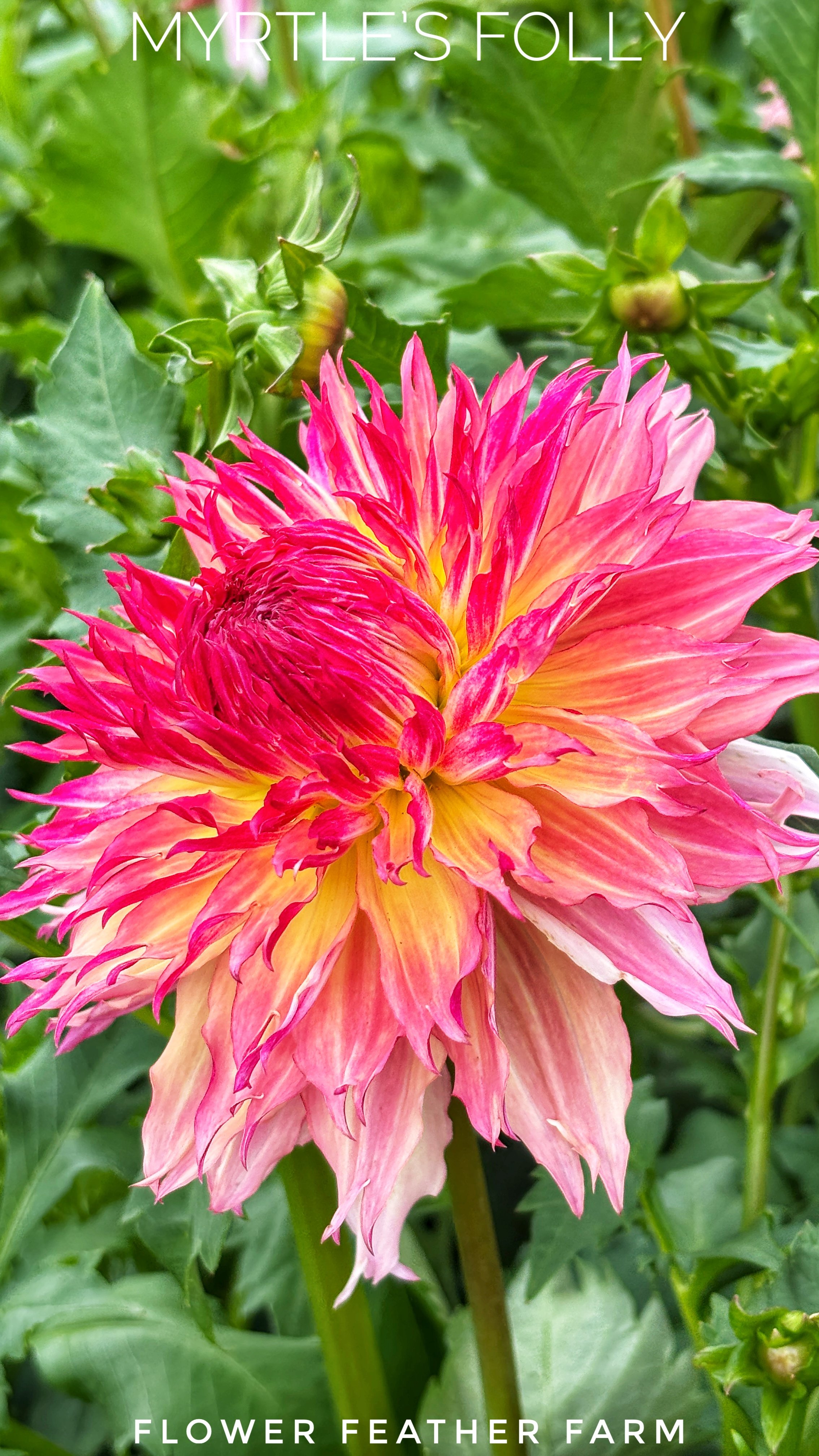 Get premium Myrtle's Folly dahlia tubers from Flower Feather Farm. Fluffy dinnerplate petals with pops of orange and lilac await!