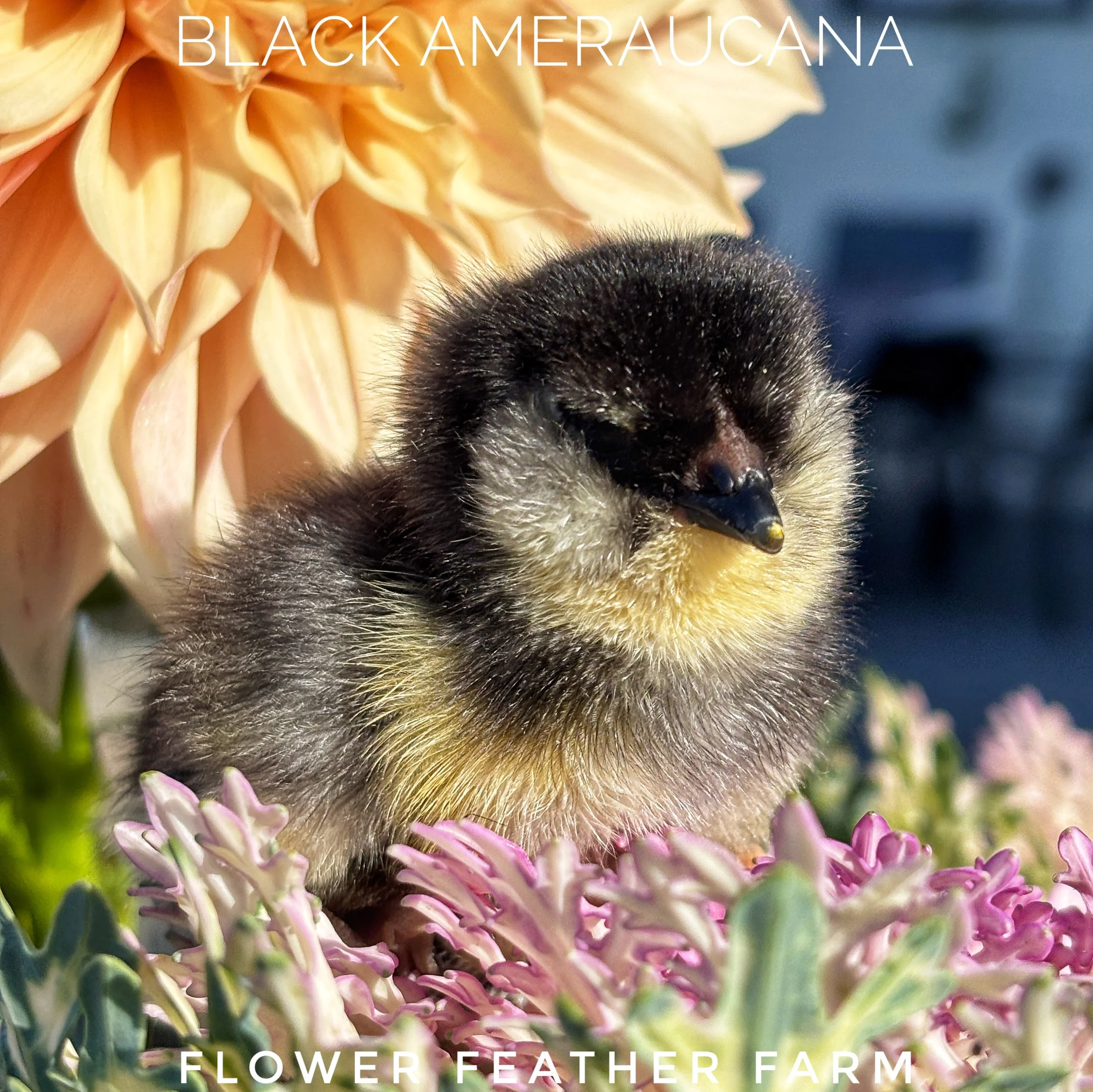 Black Ameraucana chicks available now at your local chick hatchery, Flower Feather Farm, chicks & dahlias