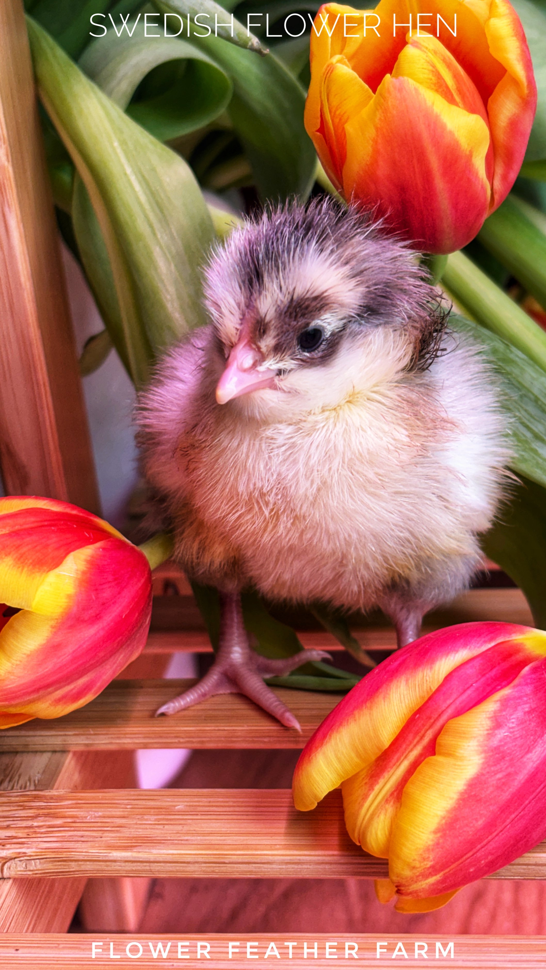 Swedish Flower Hens at Flower Feather Farm, chicks and dahlias, baby chicks for sale near me, chicken breeders near me, chick hatchery near me, chicken hatchery near me, chicken for sale