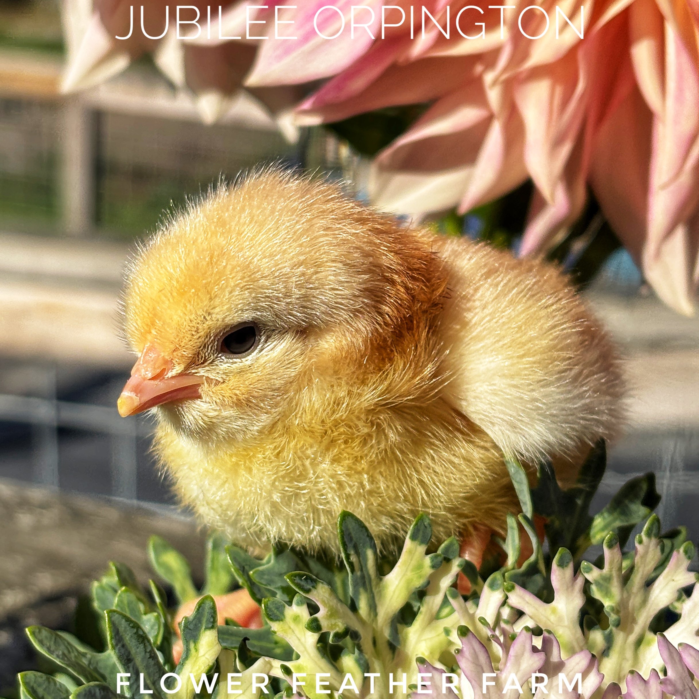 Jubilee Orpington chick hatched at Flower Feather Farm, a chick hatchery in Bellingham