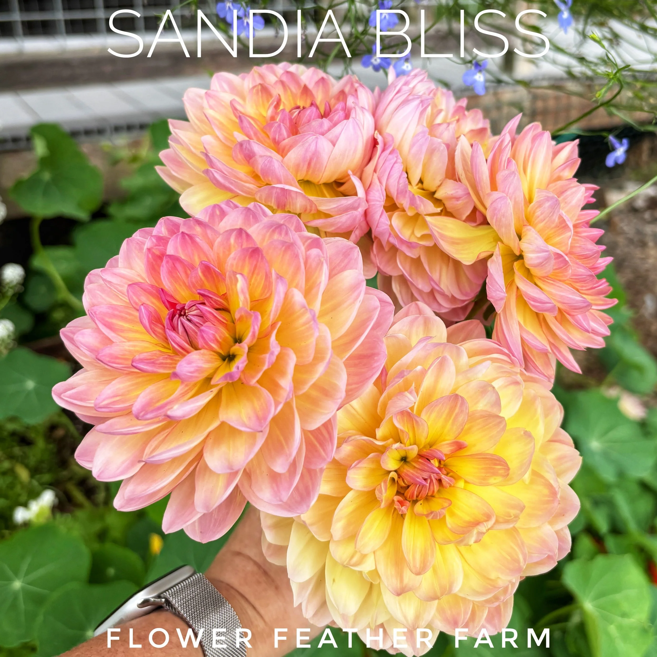 Discover the charm of Sandia Bliss dahlias. Get your premium tubers from Flower Feather Farm to add bright, multi-toned waterlily contrast to your beds.