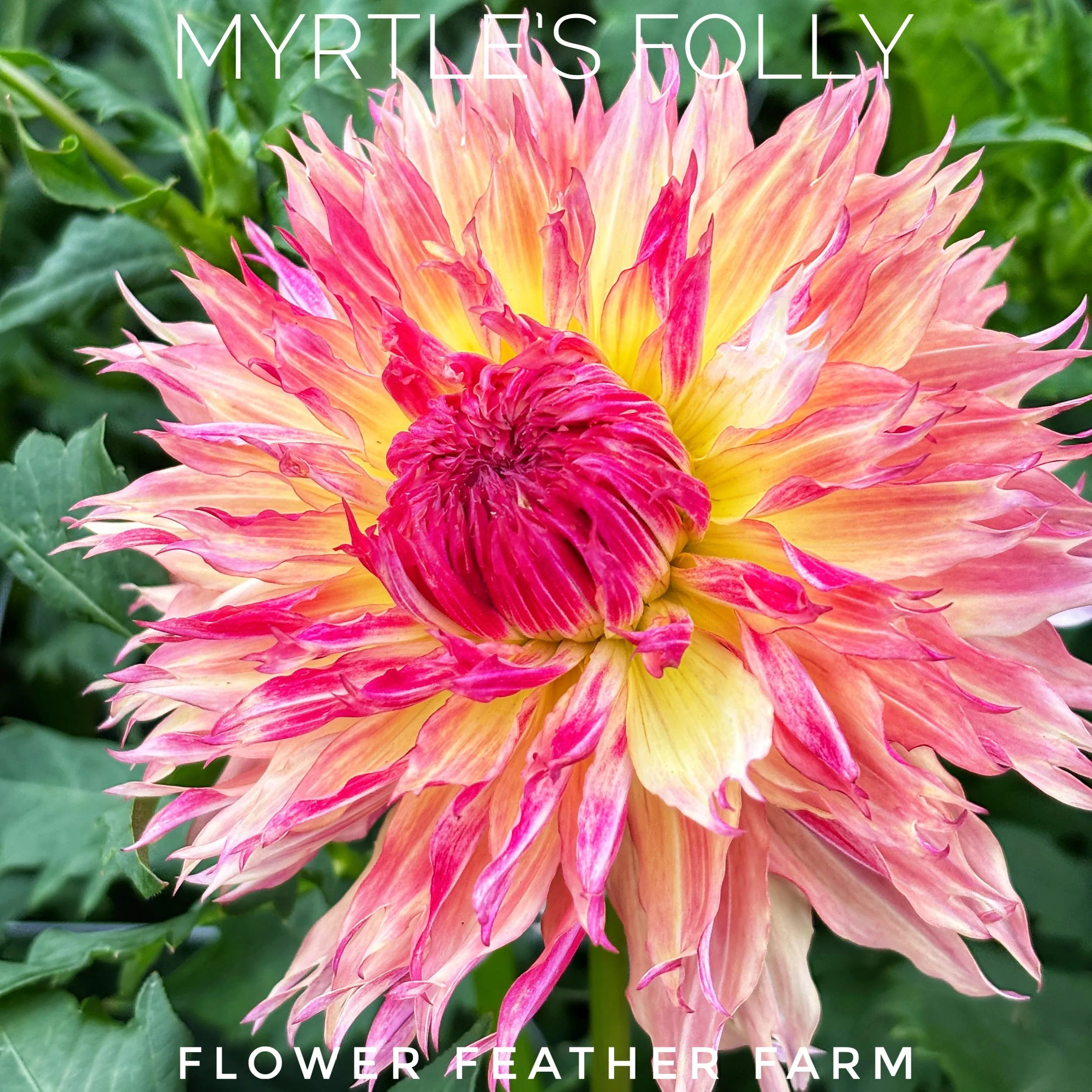 Meet the most frowzy, fun sunset dahlia around. Buy Myrtle's Folly tubers today from Flower Feather Farm and spice up your beds!