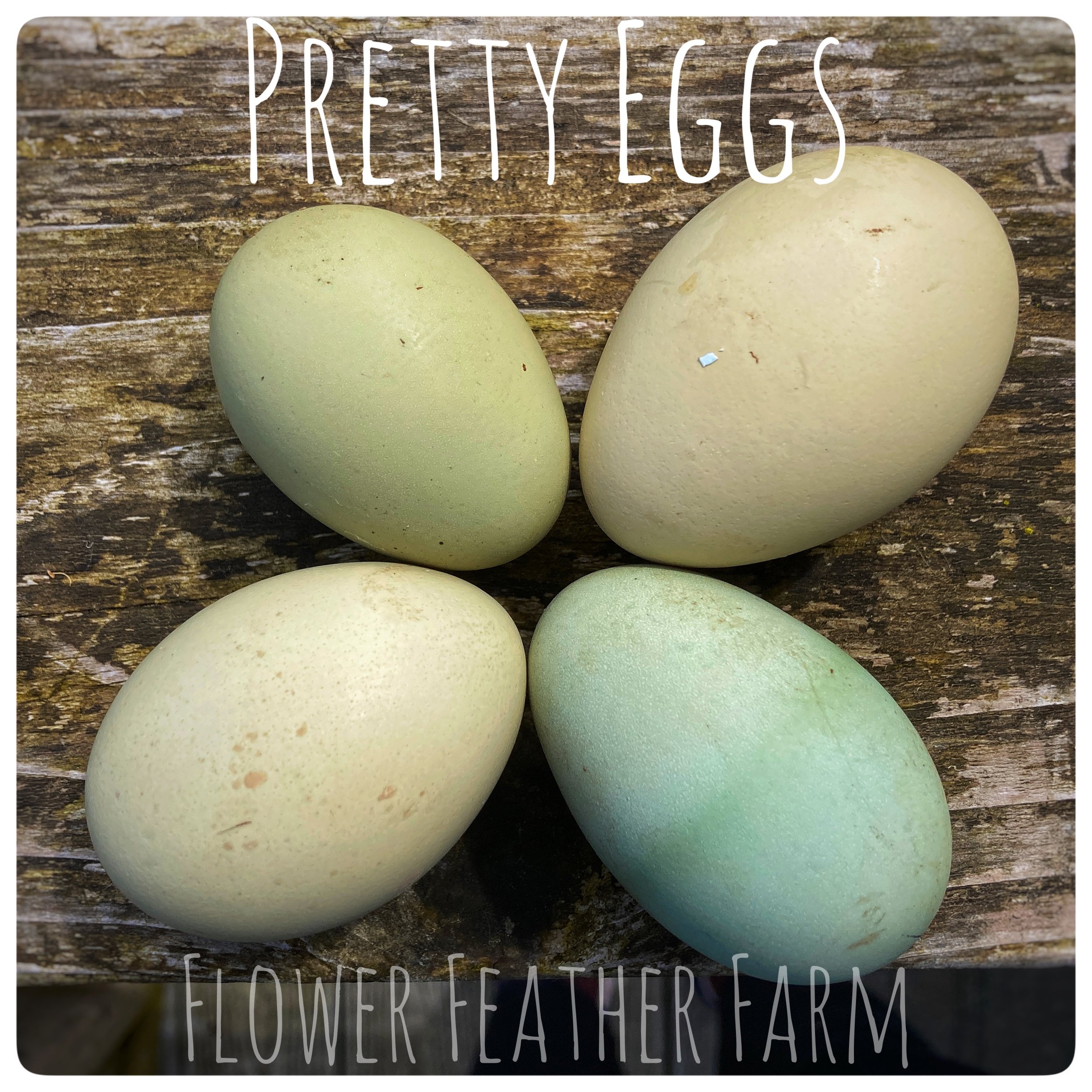 Wild Feather Farm Floral Chicken Egg Carton Stamp