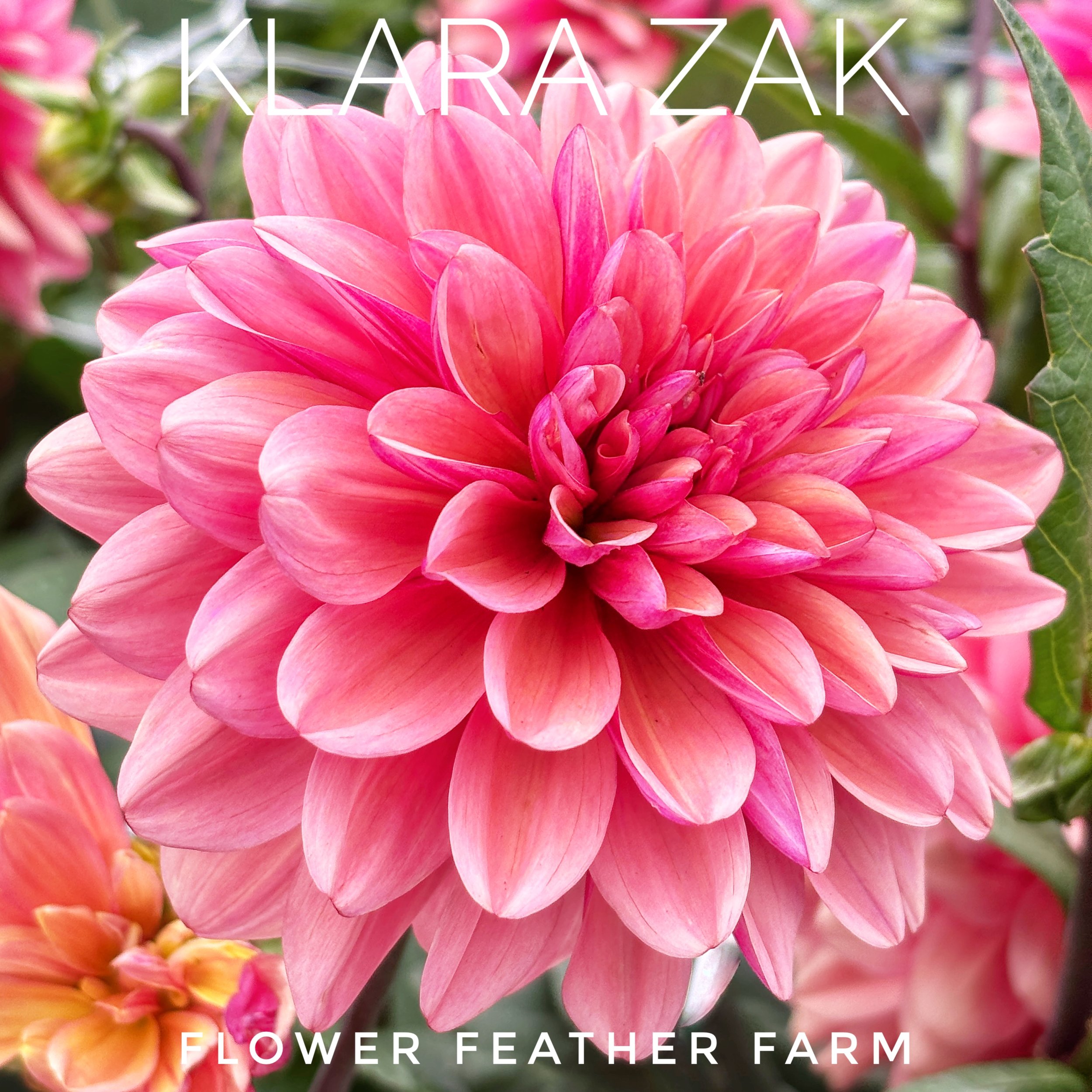 Add warmth and elegance to your cutting garden with Klara Zak dahlias. Premium tubers from Flower Feather Farm produce abundant blooms.