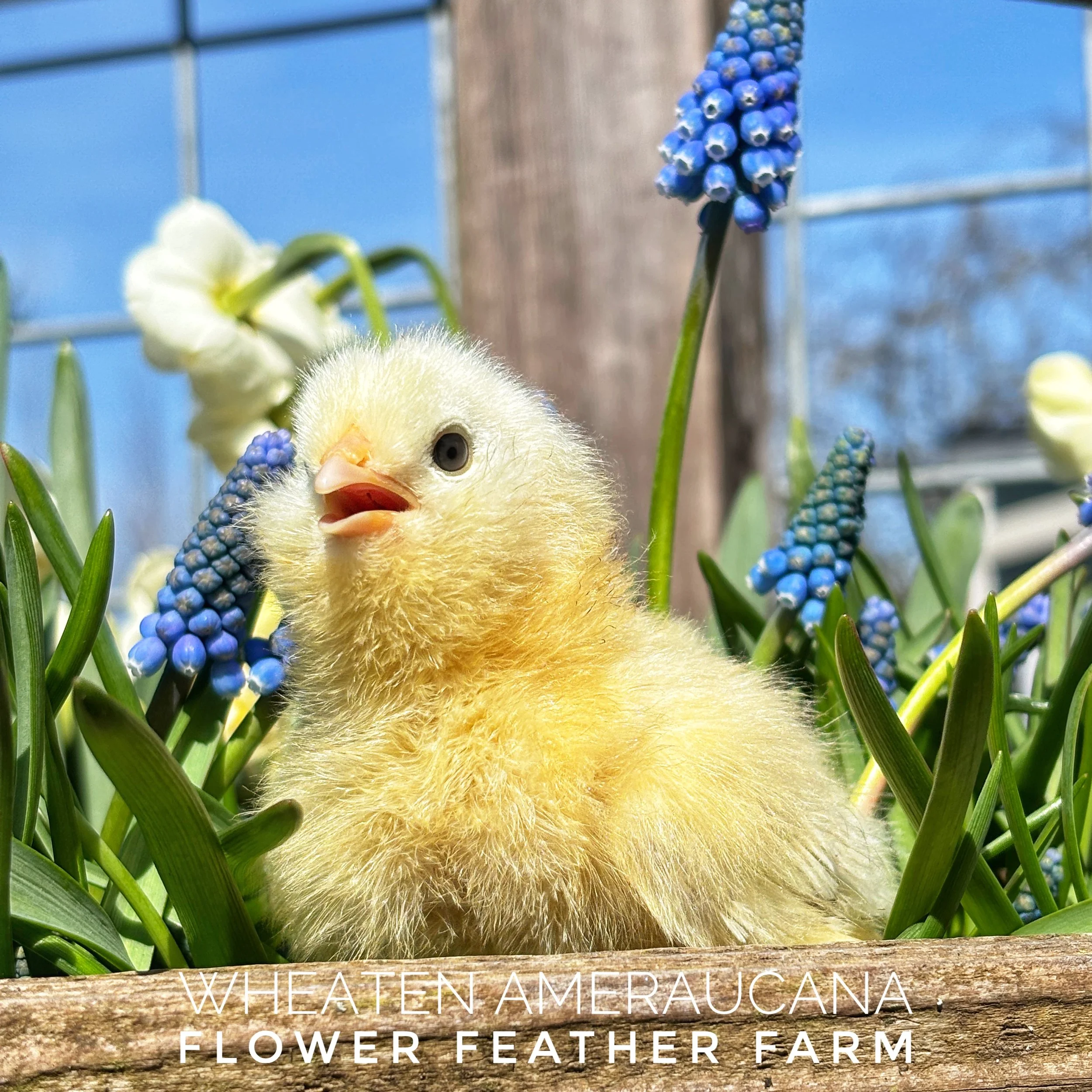 Wheaten/Blue Wheaten/Splash Ameraucana Chicks at Flower Feather Farms, chicks & dahlias, baby chicks for sale near me, chickens for sale near me, ameraucana chicks for sale