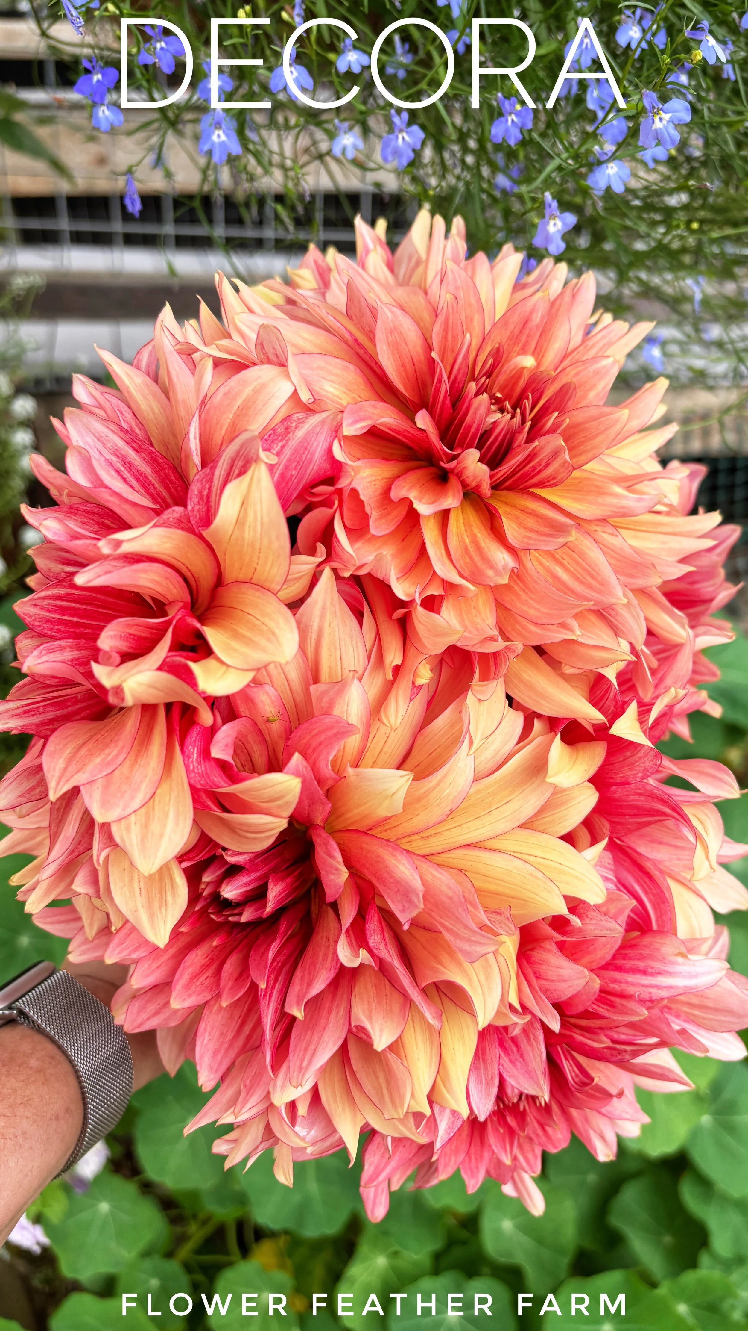 Grow the perfect cutting flower! Purchase Decora dahlia tubers at Flower Feather Farm for strong stems and unique, long-lasting summer bouquets.
