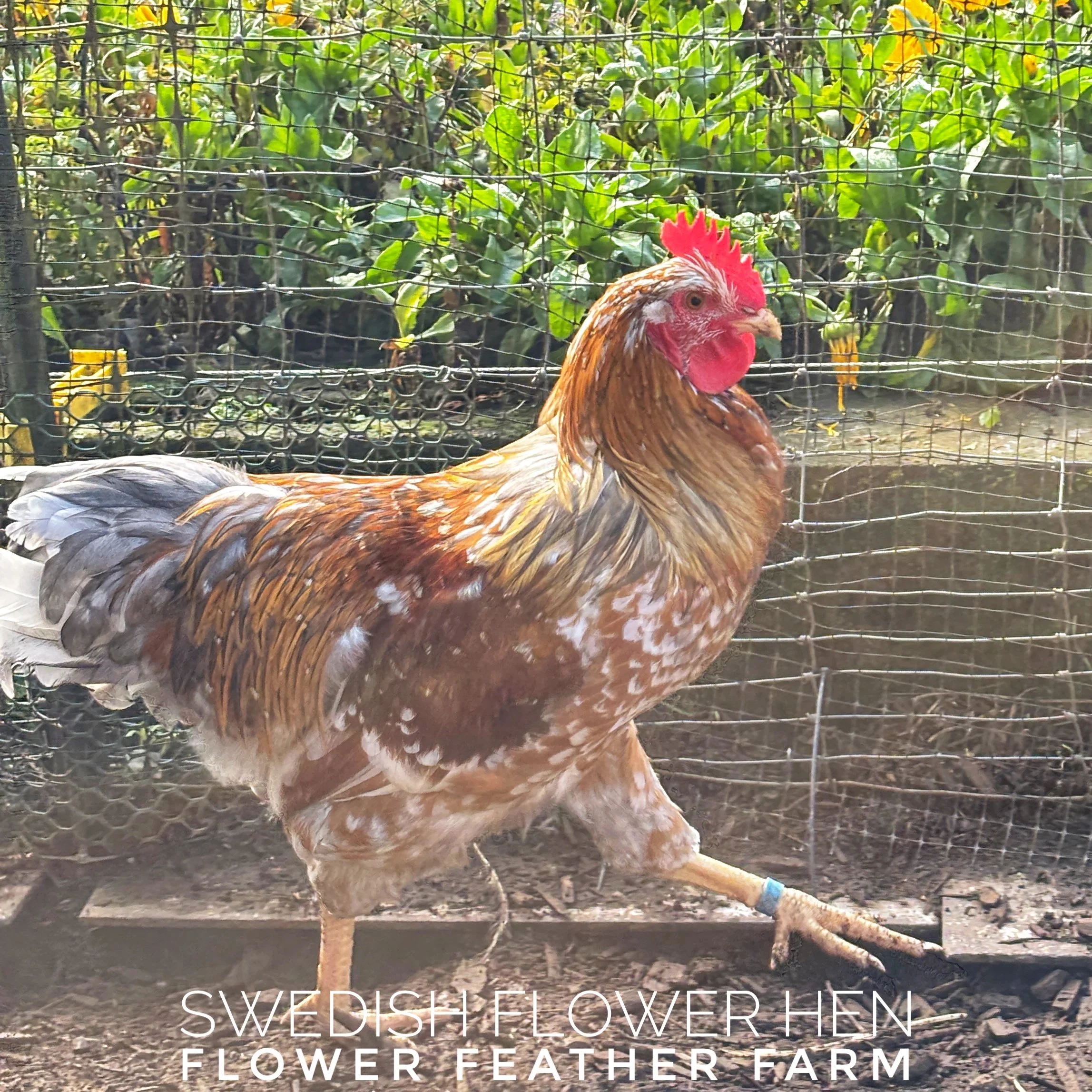 Swedish Flower Hen cockerel from Tim Oliver hatching eggs at Flower Feather Farm, chicks & dahlias
