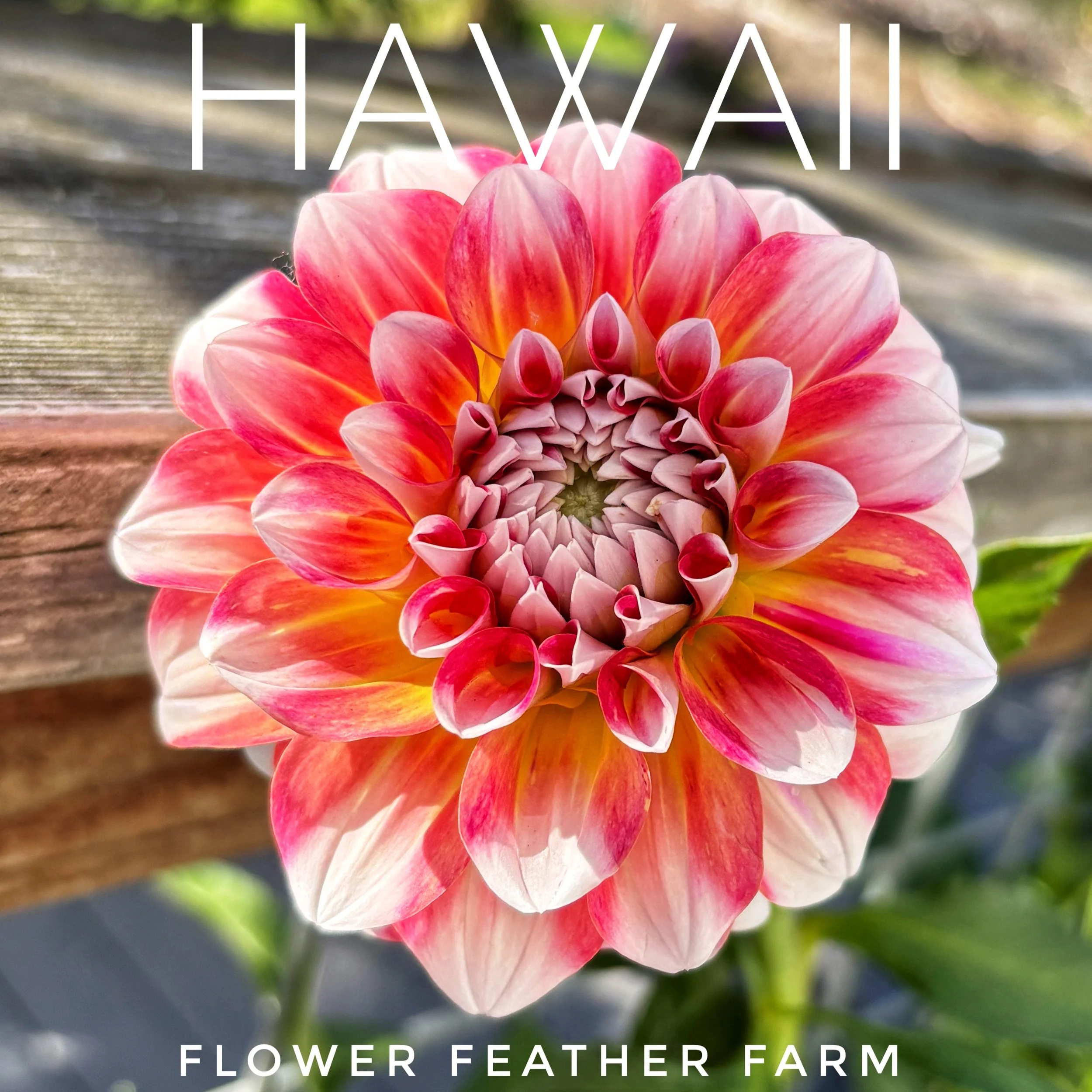 Hawaii Dahlias at Flower Feather Farm, chicks & dahlias, a Washington State Dahlia farm -- dahlia grower near me