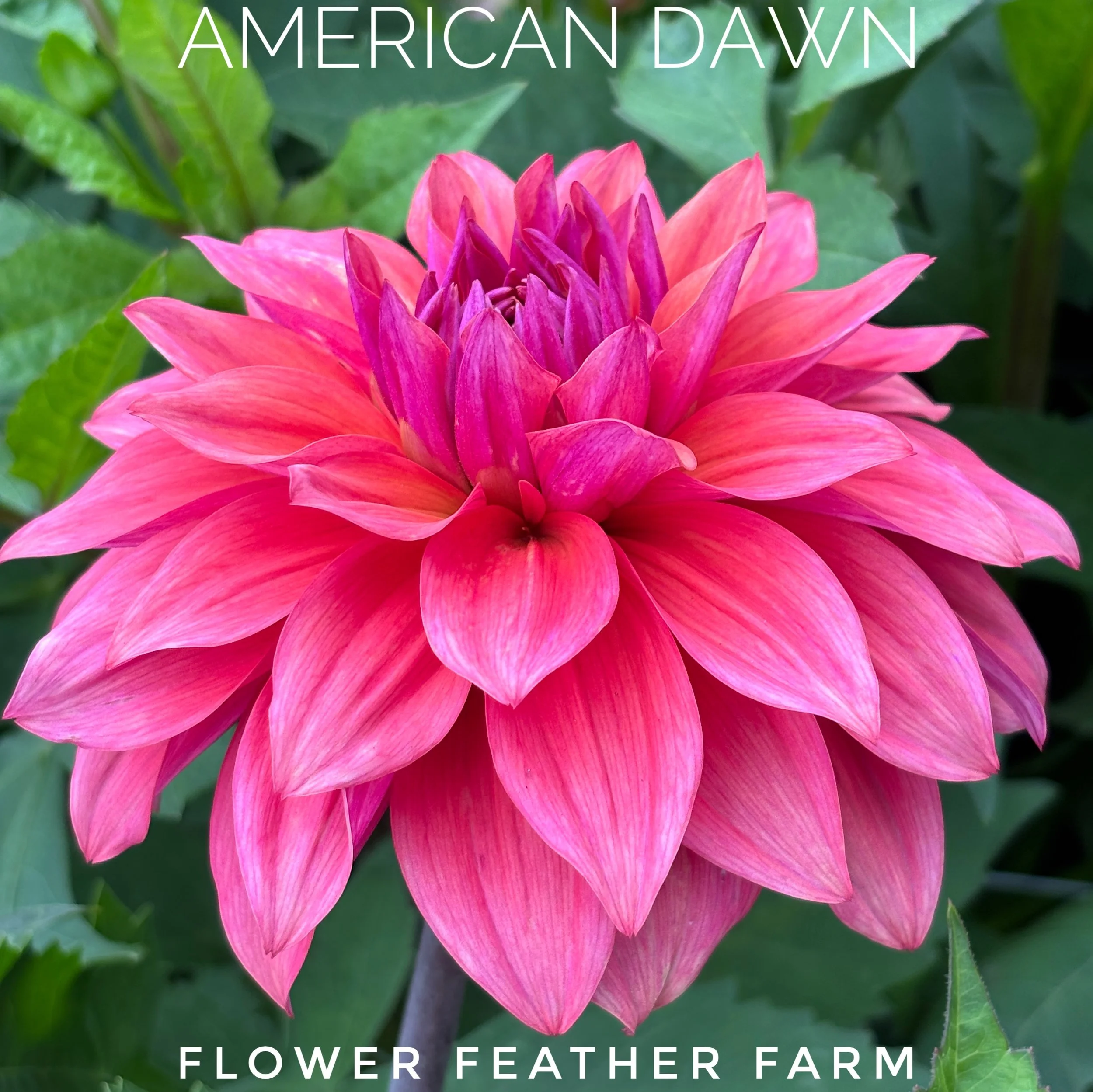 Grow American Dawn dahlias with confidence using premium tubers from Flower Feather Farm. Enjoy beautiful blooms all season.