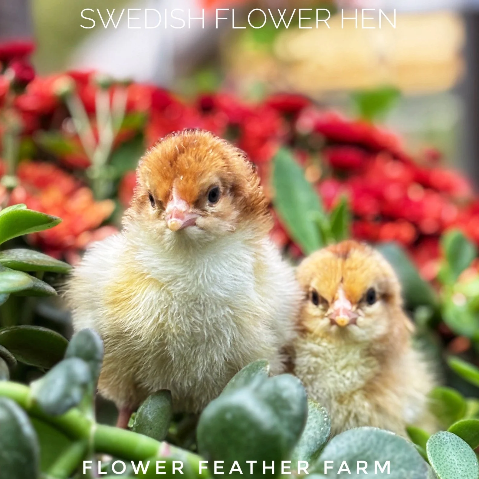 Swedish Flower Hens aka Skånsk Blommehöna Chick
