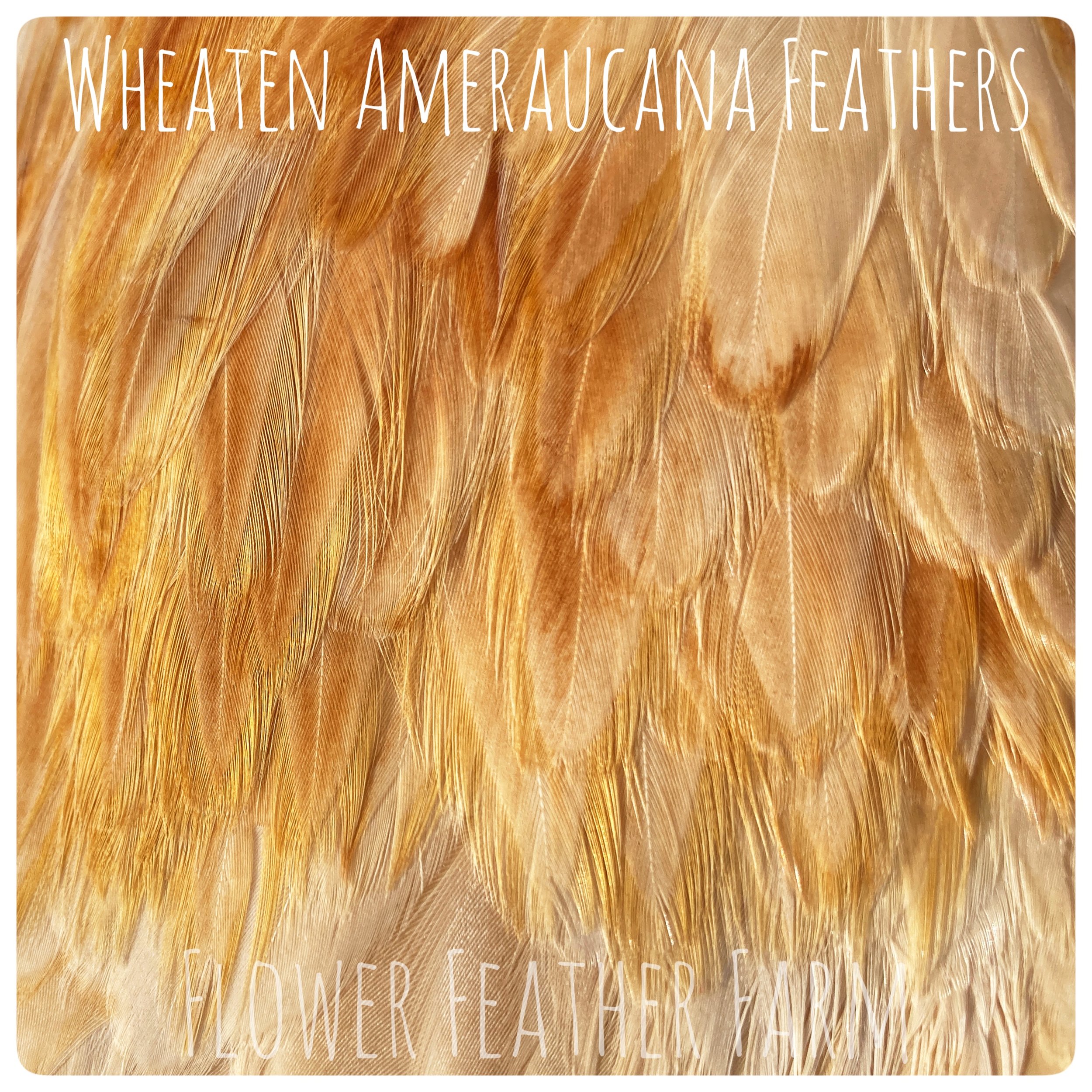 Wheaten Ameraucana Hen at Flower Feather Farm, chicks &amp; dahlias near me, chicks near me, Ameraucana chicks near me