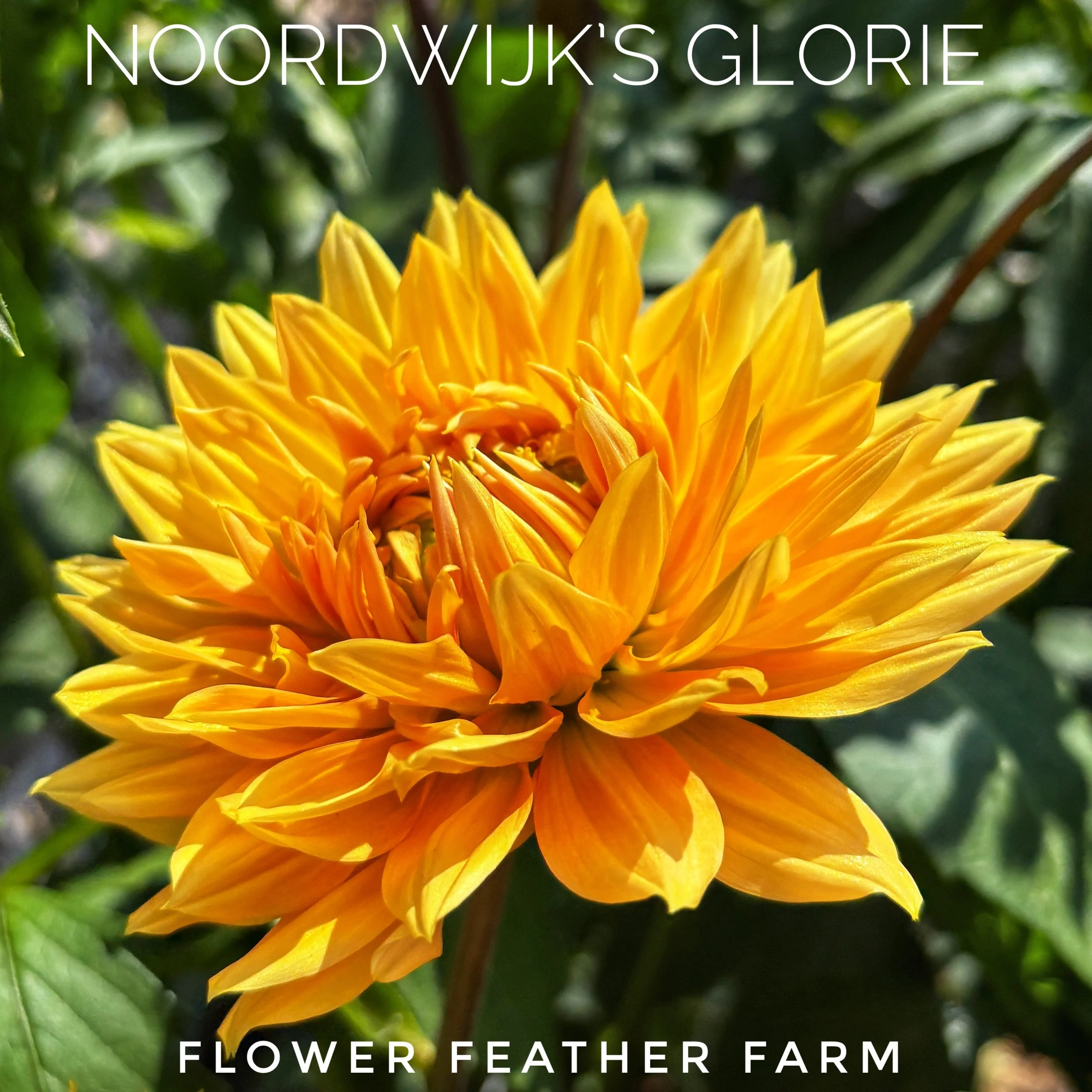 Noordwijk's Glorie Dahlias at Flower Feather Farm, chicks & dahlias, a Washington State Dahlia farm -- dahlia grower near me