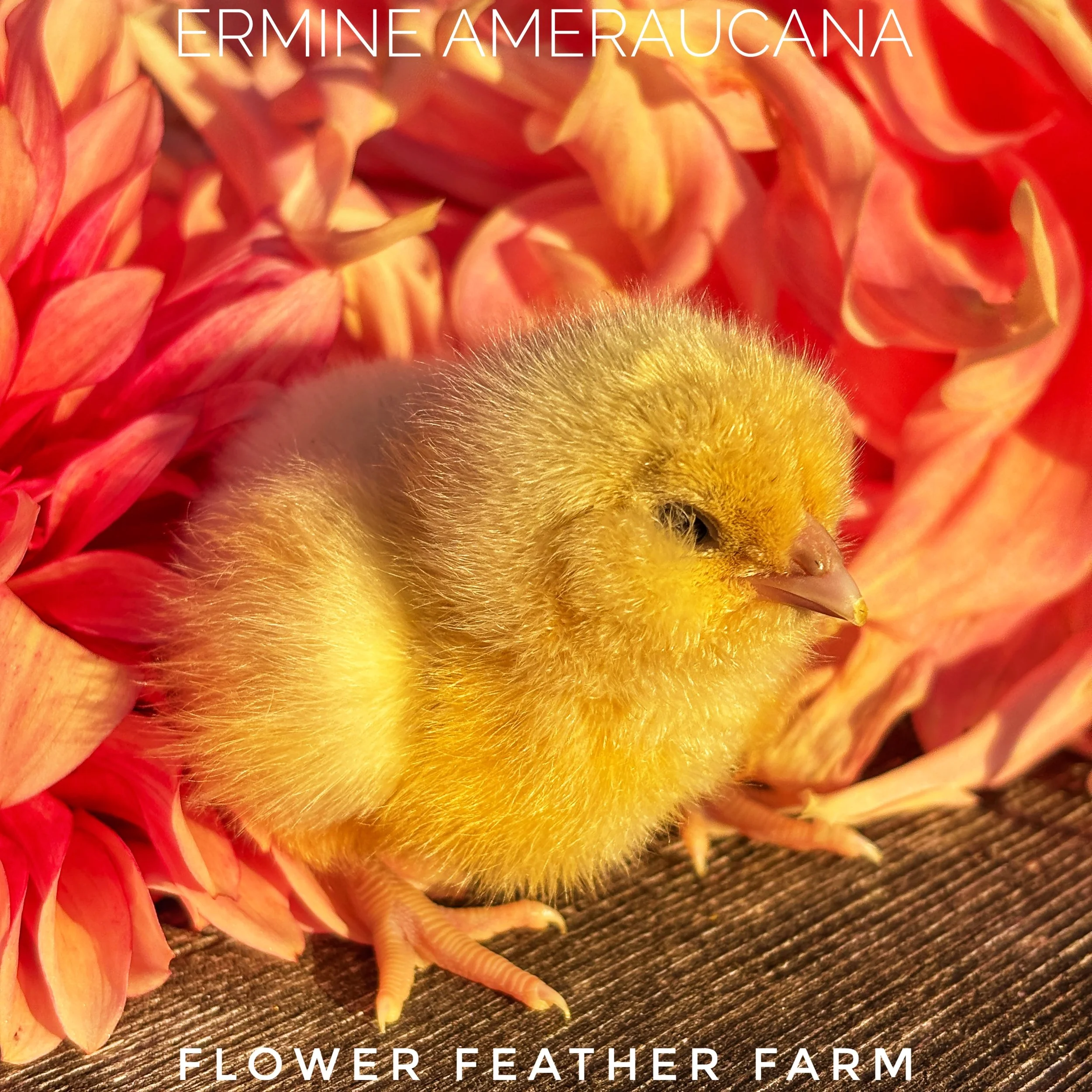 Freshly hatched Ermine Ameraucana chick in the summer dahlias at Flower Feather Farm, chicks & dahlias